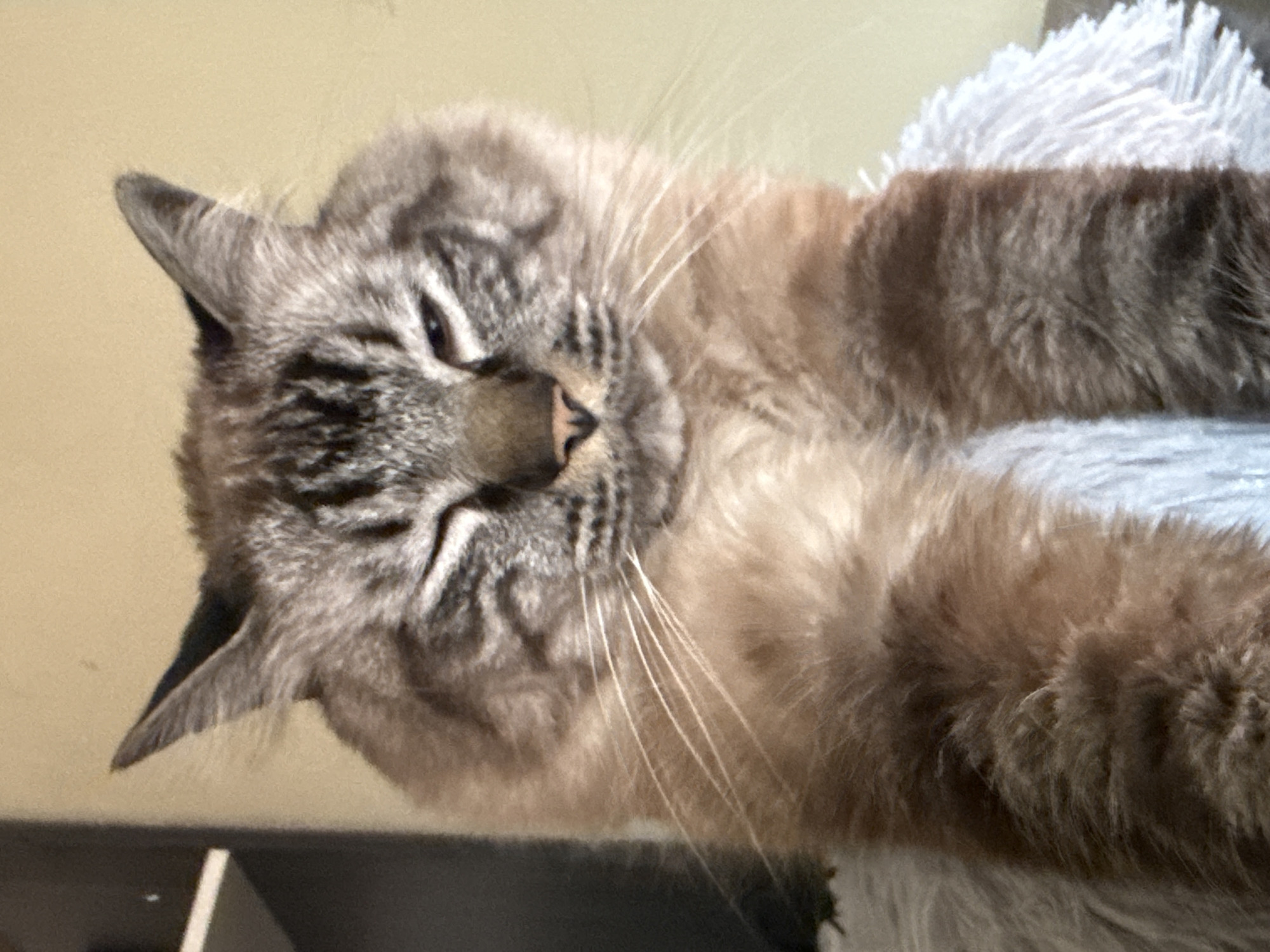 A close-up, rotated view depicts a lynx point cat lying on a fluffy white surface. The cat's head is prominently displayed, with a grey and black patterned face, a dark brown nose, and closed eyes. Long, white whiskers extend from its cheeks. The fur around its body appears brown and tan. The background is a blurred yellowish color. The location is not apparent in the image.