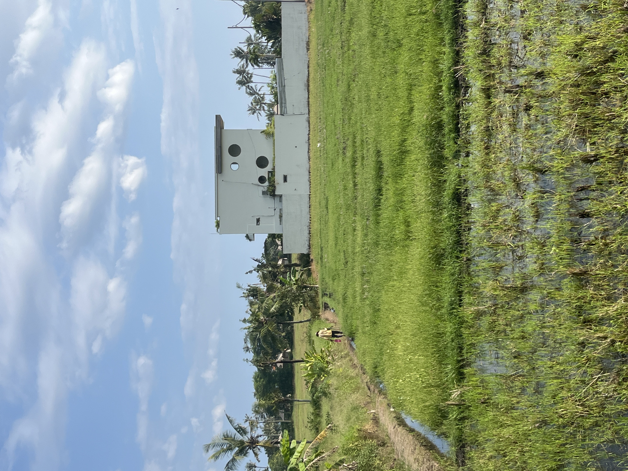 This image captures a vibrant, sunlit rural landscape in Kediri, Indonesia, featuring agricultural fields, tropical vegetation, and a distinct modern building under a clear blue sky. The image appears to be rotated ninety degrees counter-clockwise from its intended orientation.
In the mid-ground, a lone person, wearing a light-colored top (possibly yellow or beige) and dark pants, is seen walking along a narrow dirt path or dike. This path separates a wet, green field, likely a rice paddy with young crops partially submerged in water, on the right from a drier, grassy area on the left. A small irrigation channel runs parallel to the path on the right.
The background is dominated by a striking white, multi-story building with several large, circular cutouts or windows on its facade, suggesting a contemporary architectural design. Behind and to the left of the building, numerous tall coconut palm trees and other dense tropical foliage line the horizon, contributing to the lush environment. The sky above is bright blue, dotted with scattered white cumulus clouds, indicating clear weather during the daytime.
The scene conveys a peaceful atmosphere, illustrating a blend of traditional agricultural practices with modern infrastructure in a tropical setting. There is no visible text in the image.