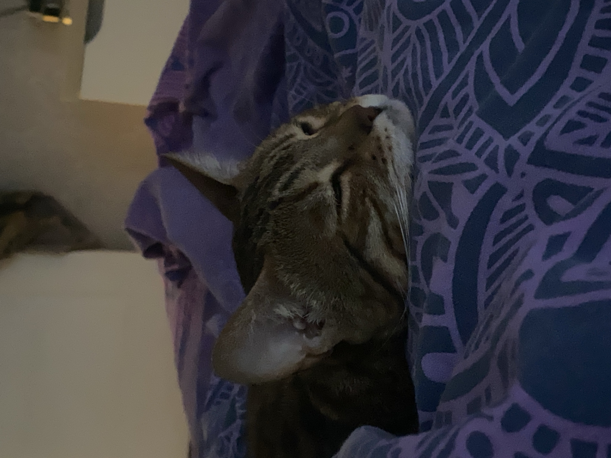A brown tabby cat rests its head on a purple patterned fabric. The cat's head is tilted back, and its ear is visible. A portion of a white wall or surface is visible in the background, to the left. The cat's fur shows tabby stripes. There is no visible information to suggest the location is Chaikovsky, Russia.