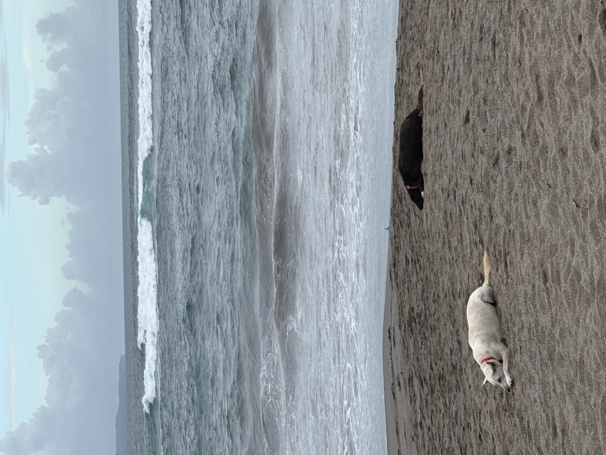 The image depicts a beach scene in North Kuta, Indonesia. The ocean, with visible waves, occupies a significant portion of the left side of the image. On the right side, there's a sandy beach. Two dogs are present on the beach: a black dog and a light-colored dog. Both dogs are wearing red collars. The black dog's head is lowered into the sand. The light-colored dog is lying down on the beach. The sky above the ocean is partly cloudy.