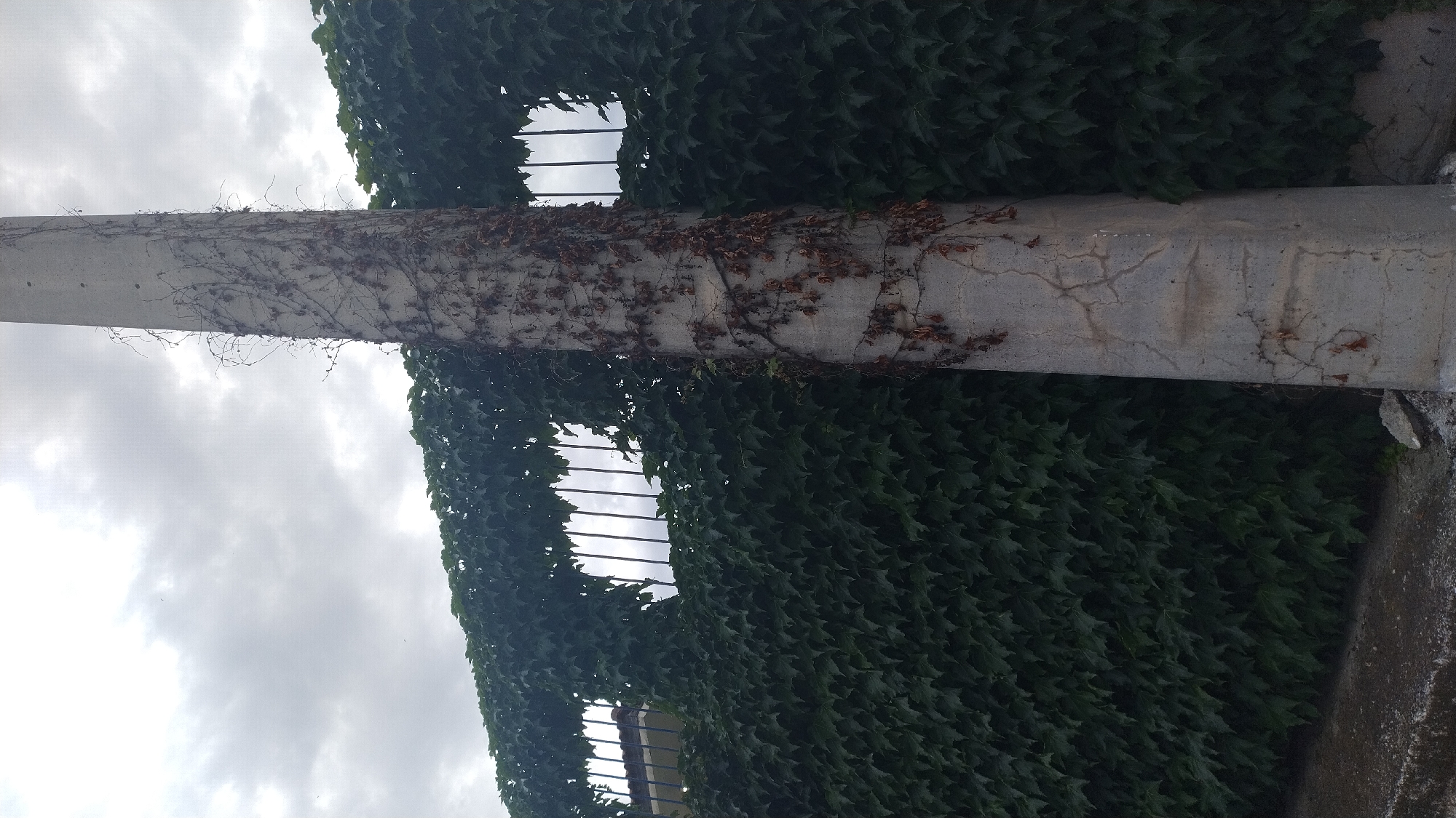 The image shows a concrete utility pole covered in vines and ivy, standing in front of a dense, green ivy-covered fence. The sky above is overcast with grey clouds. The scene appears to be outdoors, possibly in a street or yard setting in Νέα Κερασιά, Greece, given the vegetation and utility pole. The concrete pole has visible cracks and is adorned with dry, dead vines. The fence is a solid wall of lush green leaves, with some gaps revealing metal bars behind it, suggesting it might be a fence or a wall with openings. The lighting is diffused due to the cloudy sky.