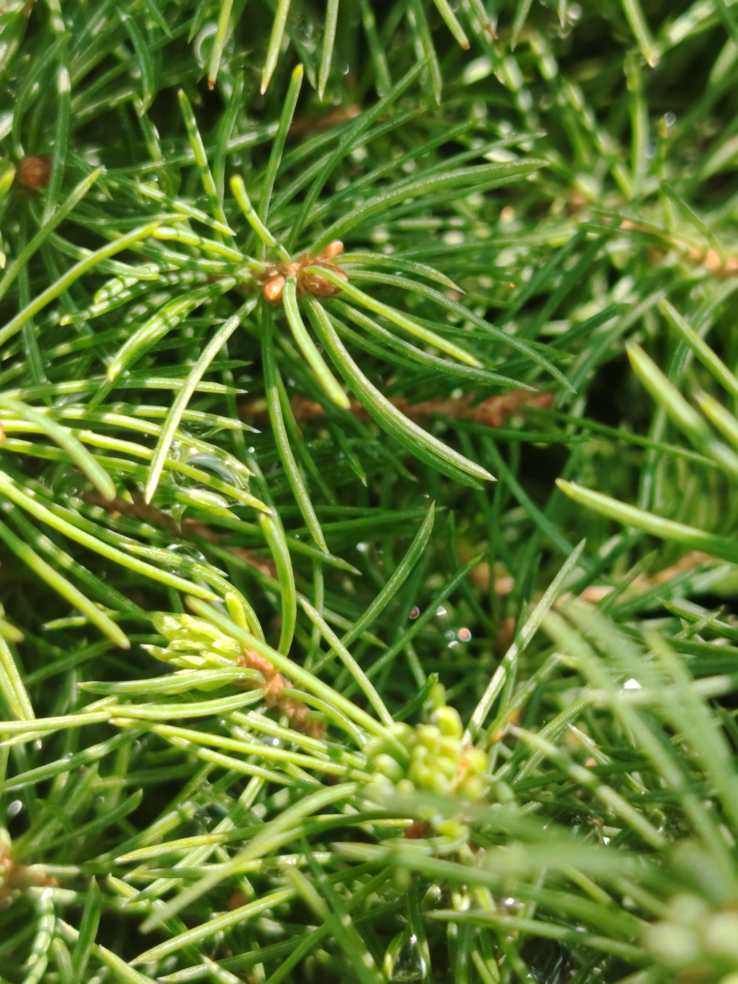 The image is a macro shot of pine needles. The needles are a vibrant green and appear to be fresh, with some dew drops visible on them. The background is a blur of more pine needles, creating a sense of depth and texture. There are no people or man-made objects visible in the image. The scene is natural and appears to be outdoors. The location of the image is unknown, and it is not possible to determine if it is in the city of Unknown, Ukraine, based solely on the visual information provided.