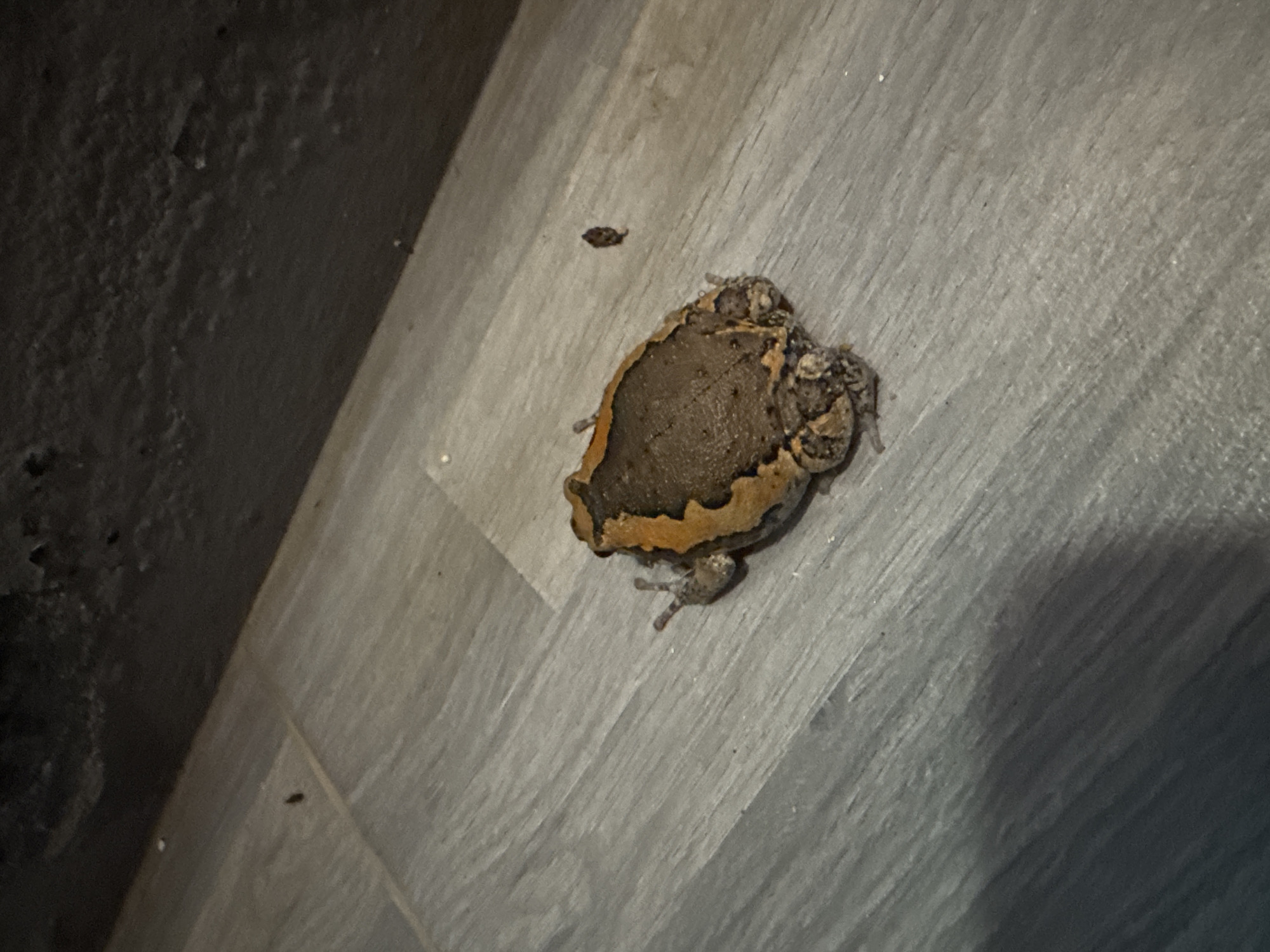 A frog, specifically a Banded Bullfrog (Kaloula pulchra), is situated on a light-grey wood-patterned floor. A small, dark insect is also visible on the floor near the frog. The location is Moo 4, Thailand.