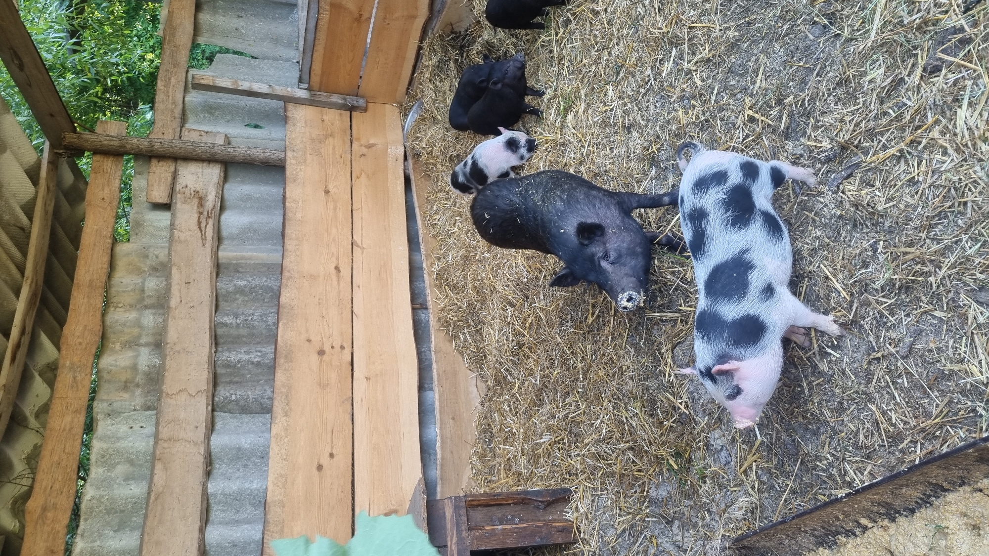 The image depicts an outdoor pig enclosure located in Melnyky, Ukraine. The scene contains an adult pig and multiple piglets within a pen lined with dry straw bedding and patches of exposed soil.
**Subjects:**
* **Adult Pig:** One large, black pig occupies the mid-ground, positioned facing slightly left. Its snout is partially covered with light-colored material, indicative of feed residue or mud.
* **Piglets:**
* One black and white spotted piglet is in the foreground, left of center, with a predominantly white body, black patches, and pink skin visible on its face and legs. It faces left.
* One smaller black and white spotted piglet is in the mid-ground, near the adult black pig, largely white with black patches.
* At least three entirely black piglets are visible in the background-right, standing on the straw.
**Objects:**
* **Enclosure Walls:** The enclosure walls are constructed from a combination of horizontal wooden planks and corrugated grey material, likely fiber cement sheets, layered behind the wood.
* **Roof Structure:** An overhead corrugated grey roof, also likely fiber cement, is visible at the top, supported by wooden beams and posts.
* **Support Structures:** A vertical tree branch serves as a structural support column on the right side of the enclosure. Additional rough-hewn wooden elements are visible at the left edge, including a small, dark wooden box-like structure.
* **Bedding:** The ground within the pen is extensively covered with dry straw.
* **Feeder:** A dark, trough-like feeder containing light-colored granular material, presumed to be feed, is partially visible in the bottom-left corner.
**Environment:**
The enclosure appears to be partially sheltered, possibly within a barn or lean-to structure. Green foliage, likely trees or bushes, is visible outside the enclosure walls in the top-right and left-mid sections of the background. The lighting suggests an outdoor daytime setting.
**Actions/Interactions:**
All pigs are stationary or in various stages of movement within the enclosure. The adult pig's snout condition suggests recent feeding or rooting activity. No direct interactions between the pigs are explicitly captured beyond their shared proximity. No human presence is depicted.