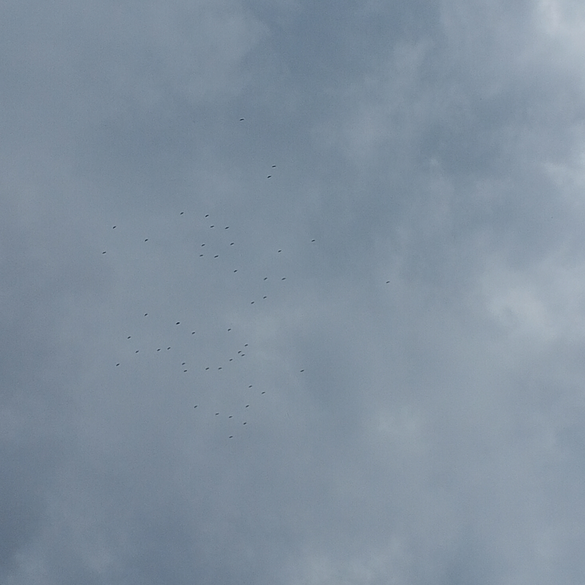 A flock of numerous small, dark birds is captured in flight against an overcast, greyish-blue sky in Borabu Chitago ward, Kenya. The birds appear as scattered specks, forming an irregular, loose cluster across the middle and upper-left portions of the frame. The sky is largely covered with diffuse clouds, giving it a soft, textured appearance without any direct sunlight, suggesting either an early morning, late afternoon, or simply a heavily clouded day. No specific land features or text are visible in the image, focusing solely on the avian activity high above.