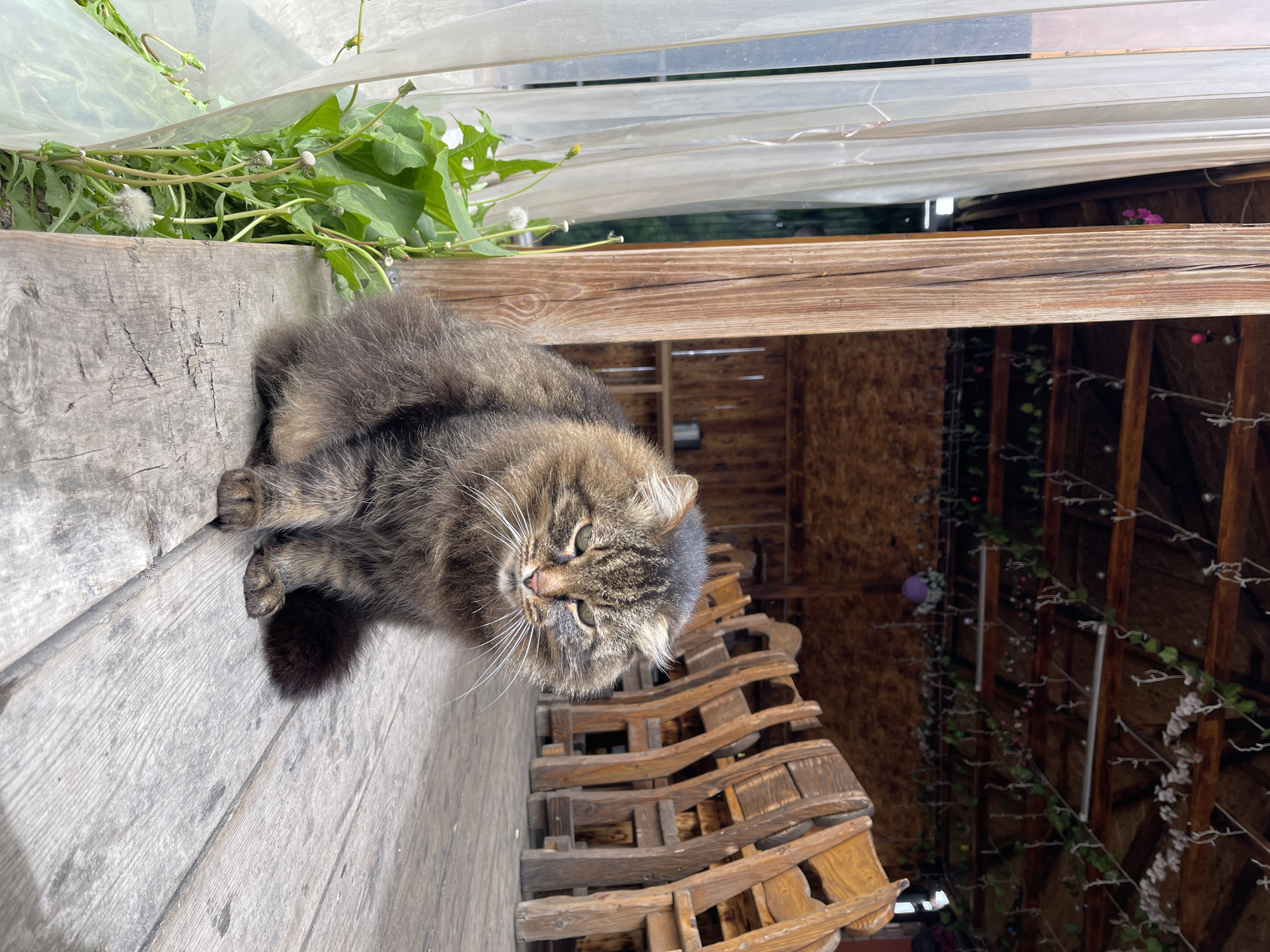 A brown tabby cat is lying on a weathered wooden surface in Картмазово, Russia. The cat's tail is curled beside its paws. To the left, above the wooden surface, are green plants with dandelions. Behind the wood, is a structure with a clear roof. Beyond the structure, there is a wooden building decorated with vines and string lights.