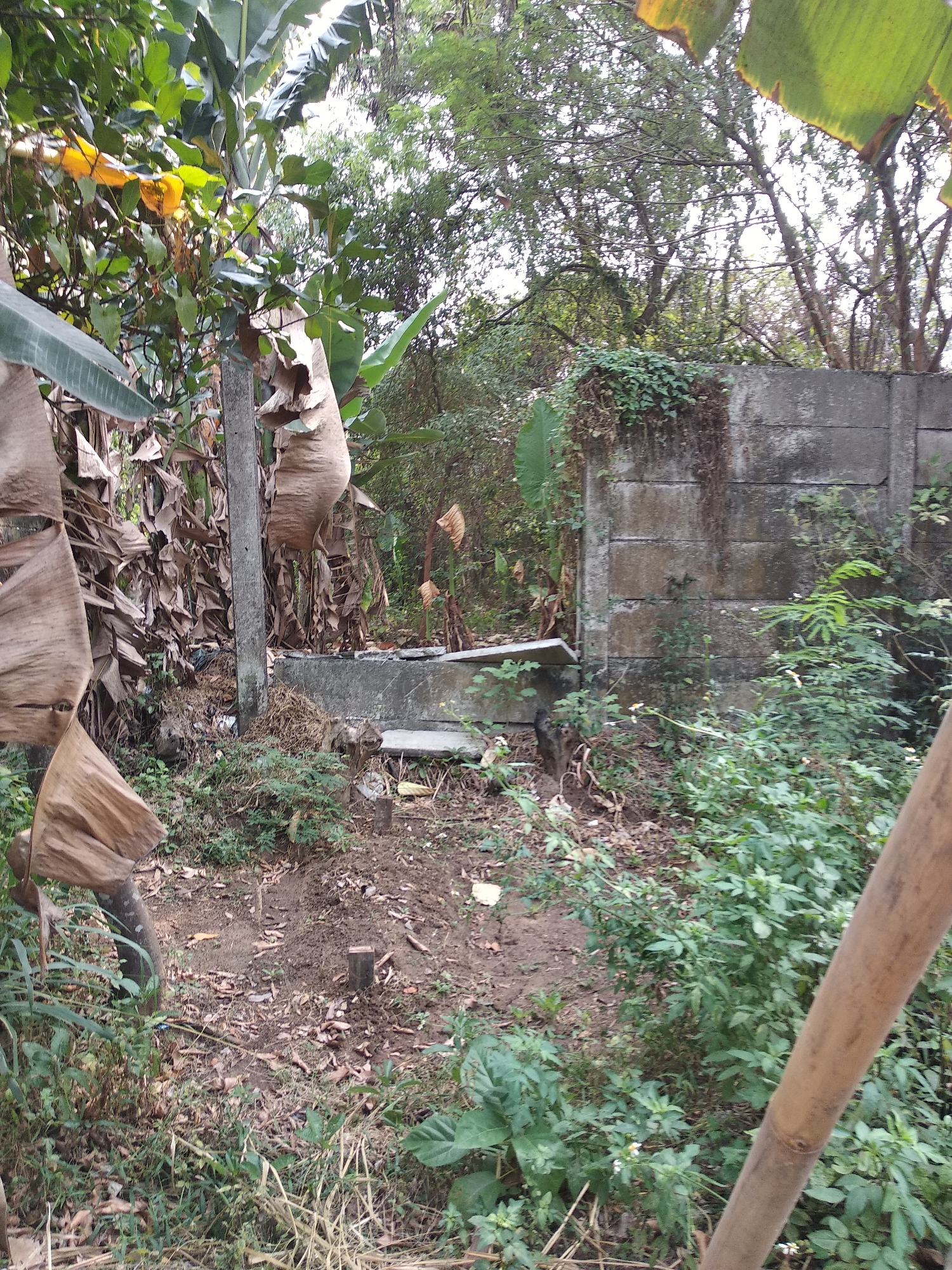 The image depicts an outdoor scene in Balaraja, Indonesia, characterized by overgrown vegetation and a weathered concrete wall. In the foreground, several large, dried banana leaves hang prominently, some wrapped around a tree trunk. A concrete post, weathered and gray, stands to the left of center. Behind the post, dry banana stalks and debris are visible.
The midground features a low, L-shaped concrete structure, likely a planter or seating area, partially obscured by dry vegetation. To the right of this structure, a substantial concrete wall, constructed from large, rectangular blocks, dominates the background. The wall exhibits signs of age and weathering, with some patches of moss and dirt. Dense green foliage, including various shrubs and small plants, grows along the base of the wall and extends into the foreground. Some small white flowers are visible amongst the greenery.
The ground is covered with dry leaves, twigs, and some scattered debris, suggesting a neglected or unkempt area. The overall impression is one of a natural, somewhat wild, outdoor space within an urban or semi-urban environment. The lighting suggests it is daytime, with dappled sunlight filtering through the trees in the background, which are densely packed and form a natural canopy. There are no people or discernible human activity in the frame.