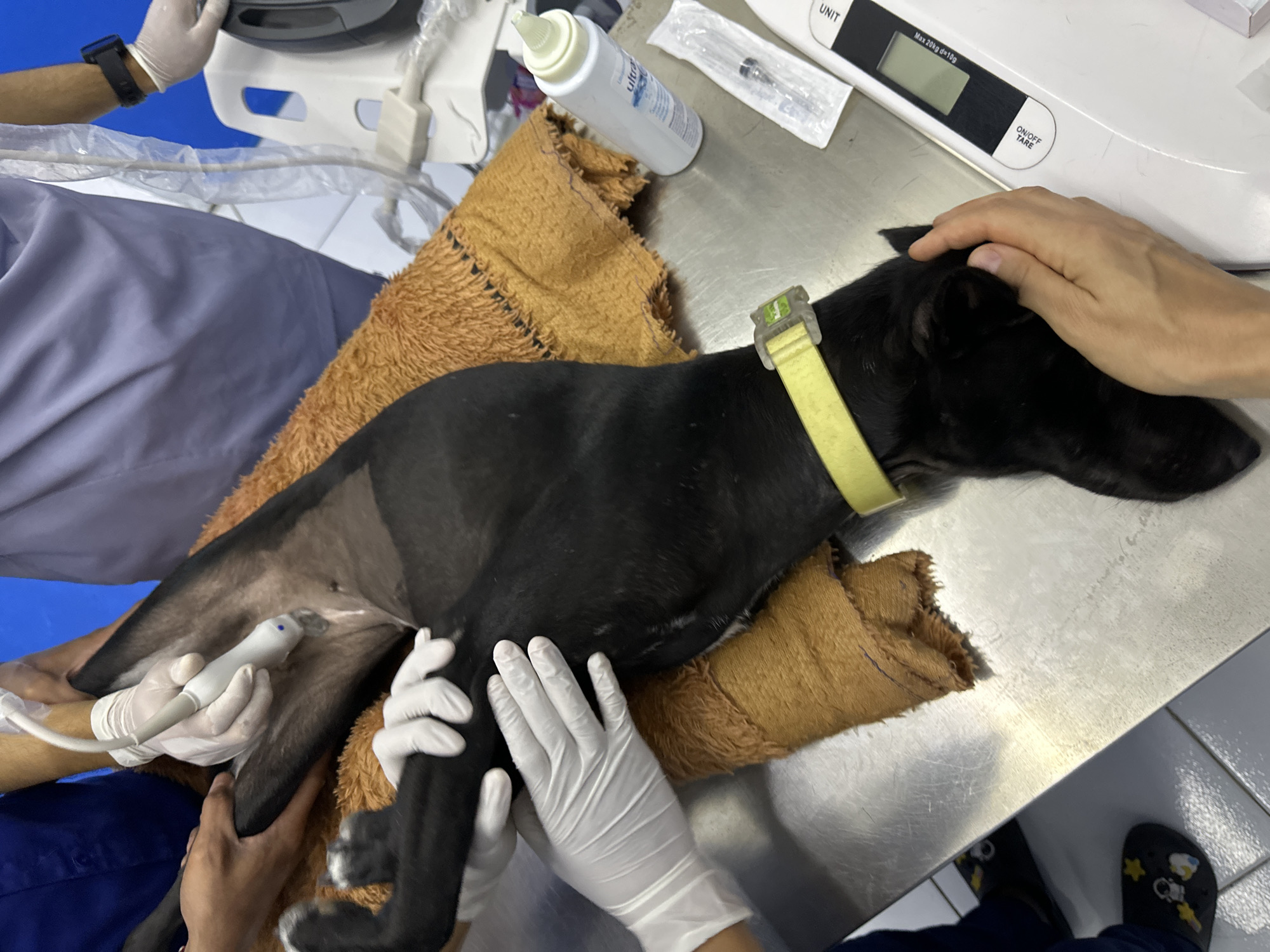In a veterinary clinic in Kuta Selatan, Indonesia, a black dog is positioned on a stainless steel examination table. The dog is lying on its back, with its hind legs extended. Medical professionals are attending to the dog. One individual, wearing white gloves and a blue scrub top, is holding an ultrasound transducer against the dog's abdomen. Another person, also in gloves and a light purple scrub top, is standing to the right. A tan-colored towel is placed beneath the dog. Other objects on the table include a bottle of ultrasound gel, a syringe in a sterile package, and a small digital scale. The background shows a blue wall and medical equipment.