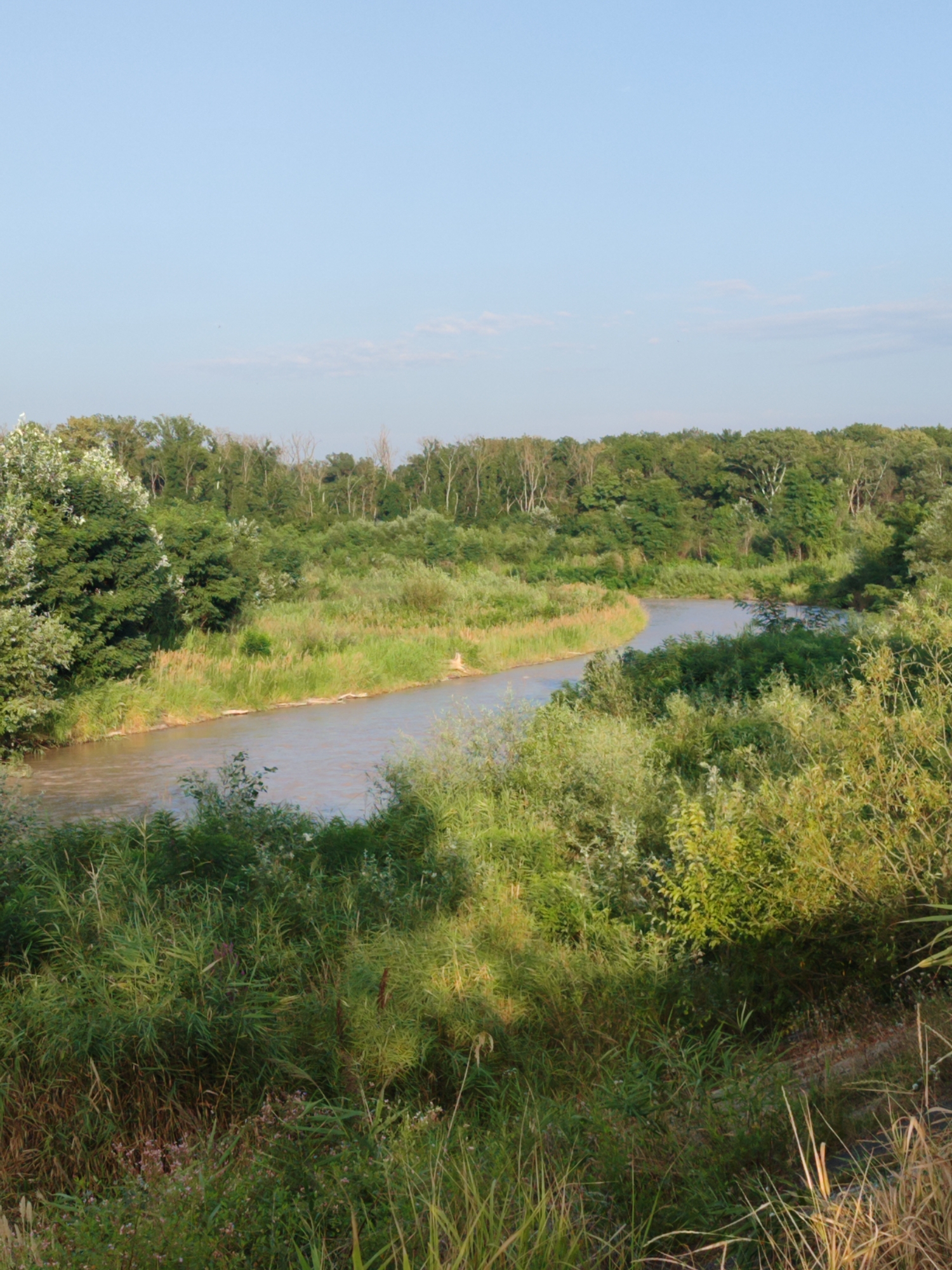 The image shows a wide river flowing through a lush, green landscape. The riverbanks are densely covered with various types of vegetation, including tall grasses, reeds, and trees. The water in the river is a murky brown color. In the background, a dense forest lines the horizon, with a clear blue sky above. The lighting suggests it is daytime, possibly late afternoon, given the soft quality of light and subtle shadows. There are no people or man-made structures visible in the scene.