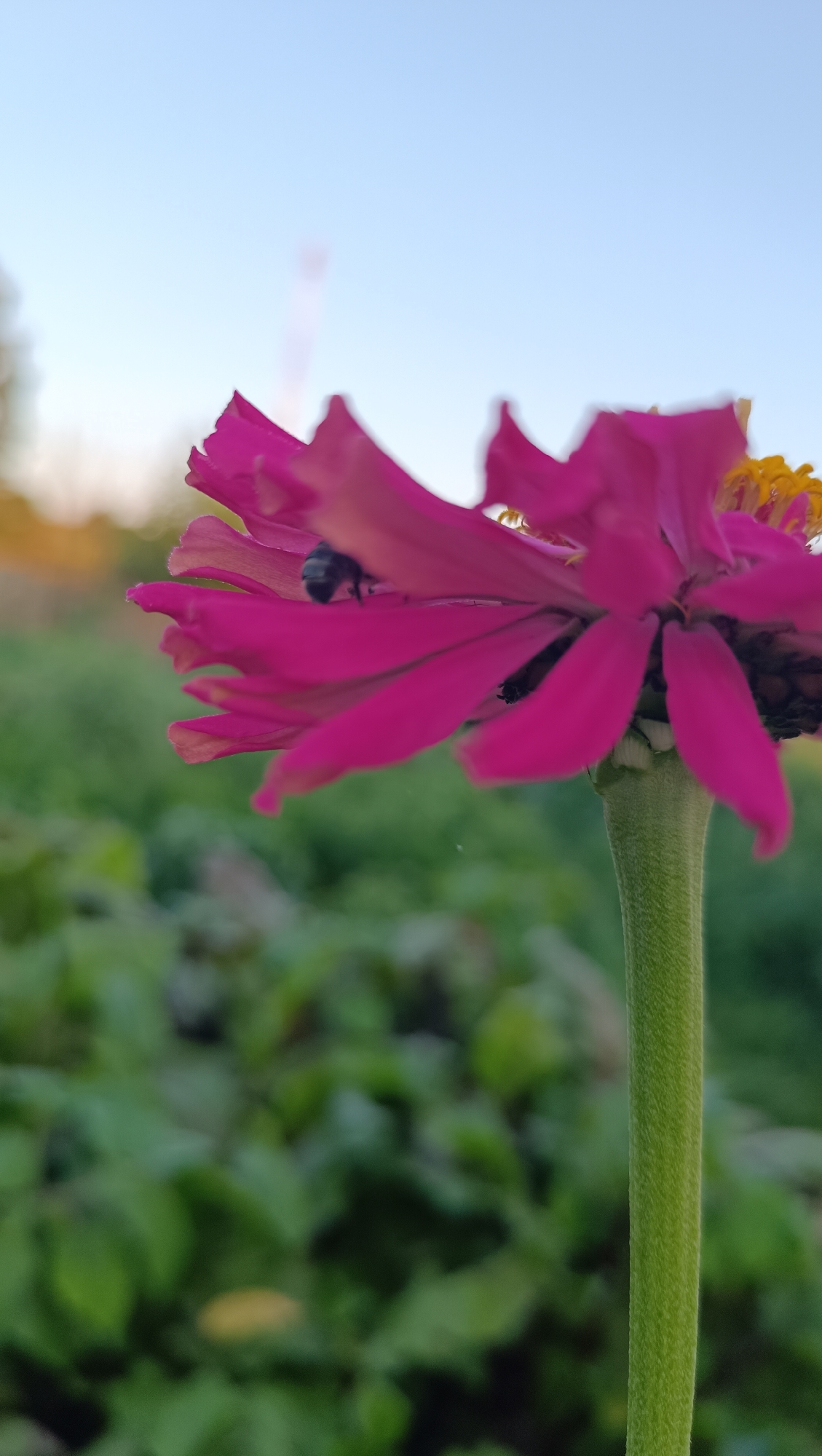 A close-up, low-angle shot focuses on a vibrant pink zinnia flower, its petals unfurling against a soft blue sky. A small, dark insect, possibly a bee or fly, is perched on one of the petals. The flower's green stem is sturdy and textured, rising from a blurred background of lush green foliage. The light suggests it is either early morning or late afternoon. There is no indication of the city of Karsha, Russia, or any human presence.