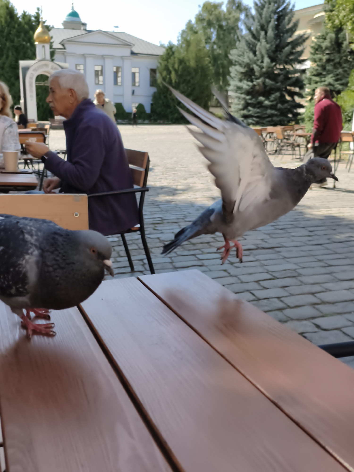 In an outdoor urban setting, possibly near a monastery given the architecture, two pigeons are the primary subjects. One pigeon is on a wooden table in the foreground, facing left with its head lowered. The second pigeon is in mid-flight in the middle ground, with its wings extended and its body angled to the right, appearing to be taking off or landing. In the background, a man with gray hair and a purple jacket is seated at a table, looking to his left. A woman, partially visible, is also seated at a table in the left background. Beyond them, a white building with a dome and archway suggests a religious or historical site. The ground is paved with cobblestones, and several empty chairs and tables are visible. Trees, including what appear to be spruce trees, are also present in the background, indicating an outdoor seating area in a landscaped environment. The lighting suggests it is daytime with shadows present.