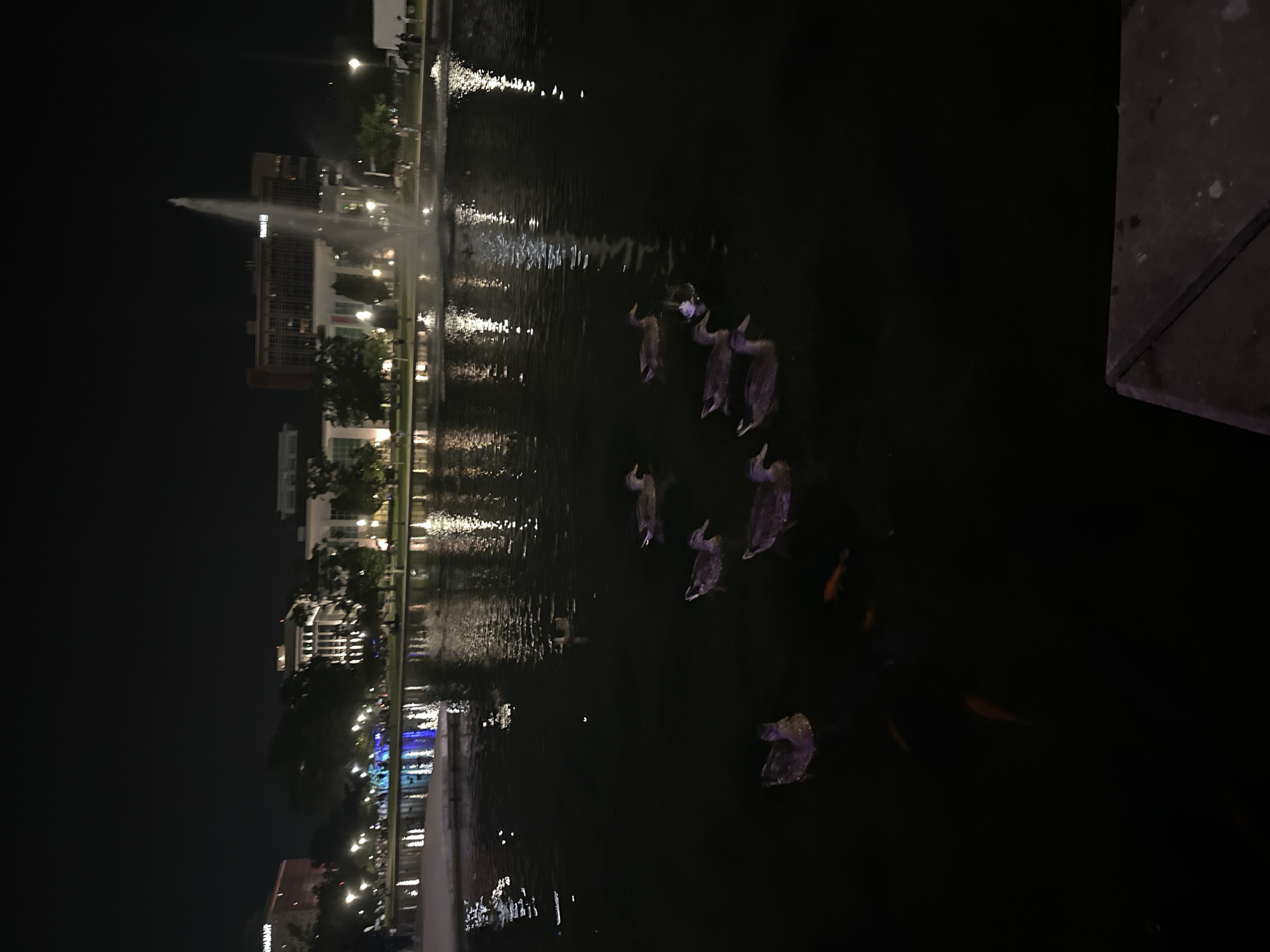 The image shows a nighttime view of a pond in downtown Huntsville, Alabama, with several ducks swimming in the water. In the background, there are illuminated buildings and a fountain. The overall scene is dark, with reflections of lights visible on the water's surface.
