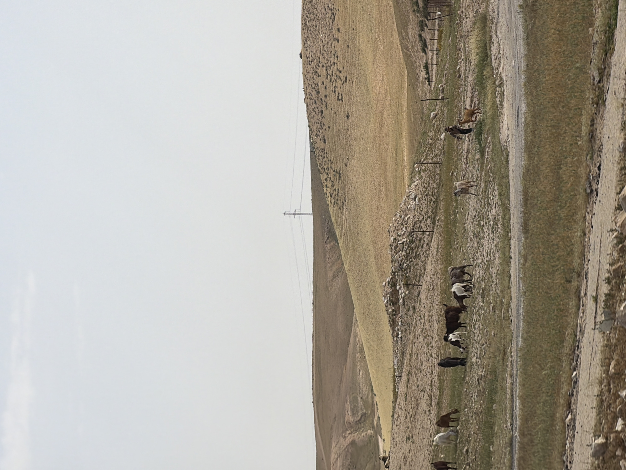 The image shows a rural landscape in Abu Quraynat, Israel, under a hazy sky. A large, arid hill slopes upward from right to left, sparsely covered with vegetation. An electrical tower is visible on the hillside. A road or path borders the bottom right edge of the hill. A herd of goats are grazing on the grassy area between the hill and the road. The goats have different colors and patterns.