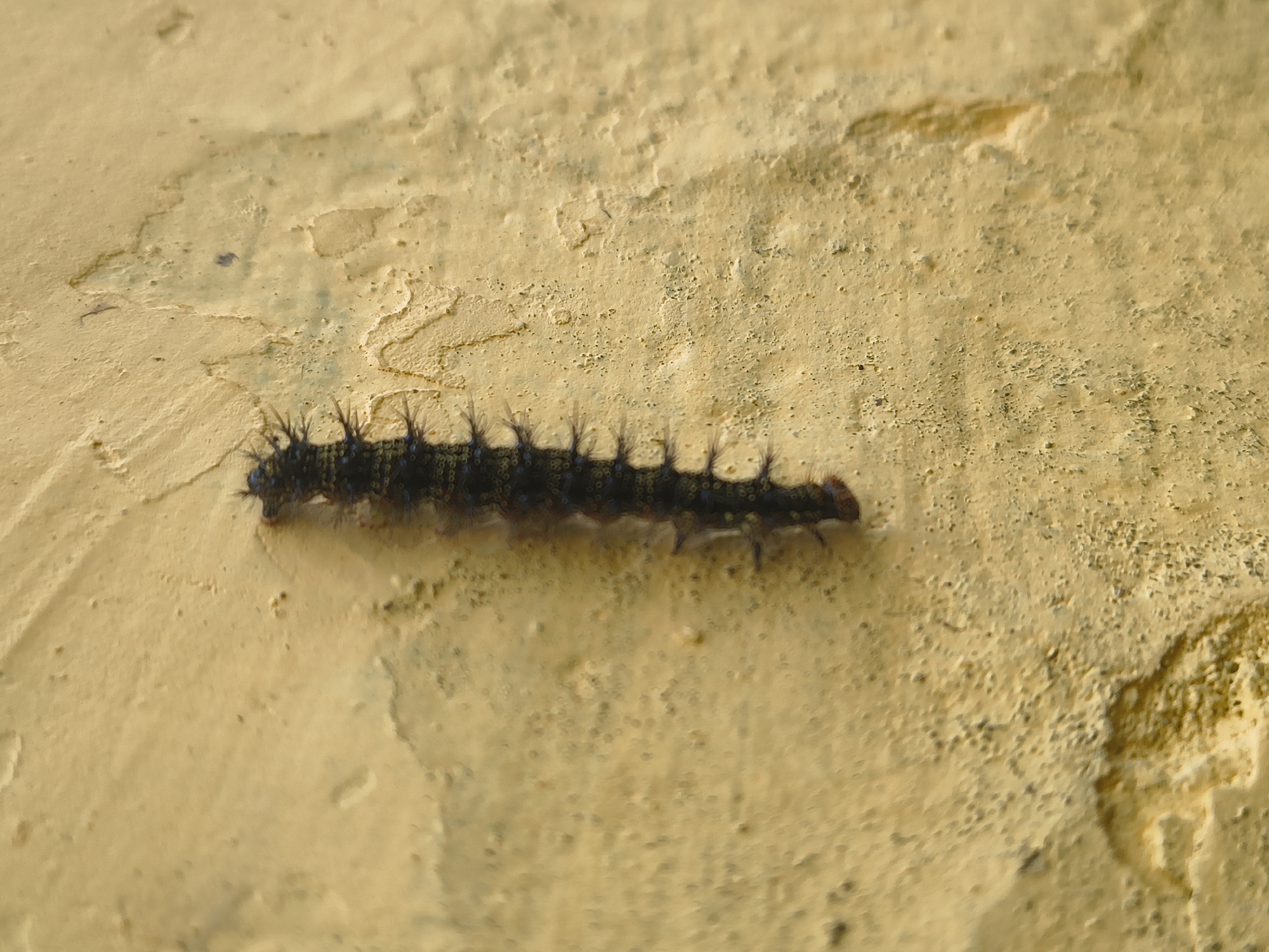 A black caterpillar with spiky protrusions moves up a textured, yellow wall. The wall appears to be outdoors, possibly in an urban environment. The caterpillar is oriented vertically, with its head facing upwards. The lighting suggests it is daytime. There is no indication of the specific location within Haini, India.