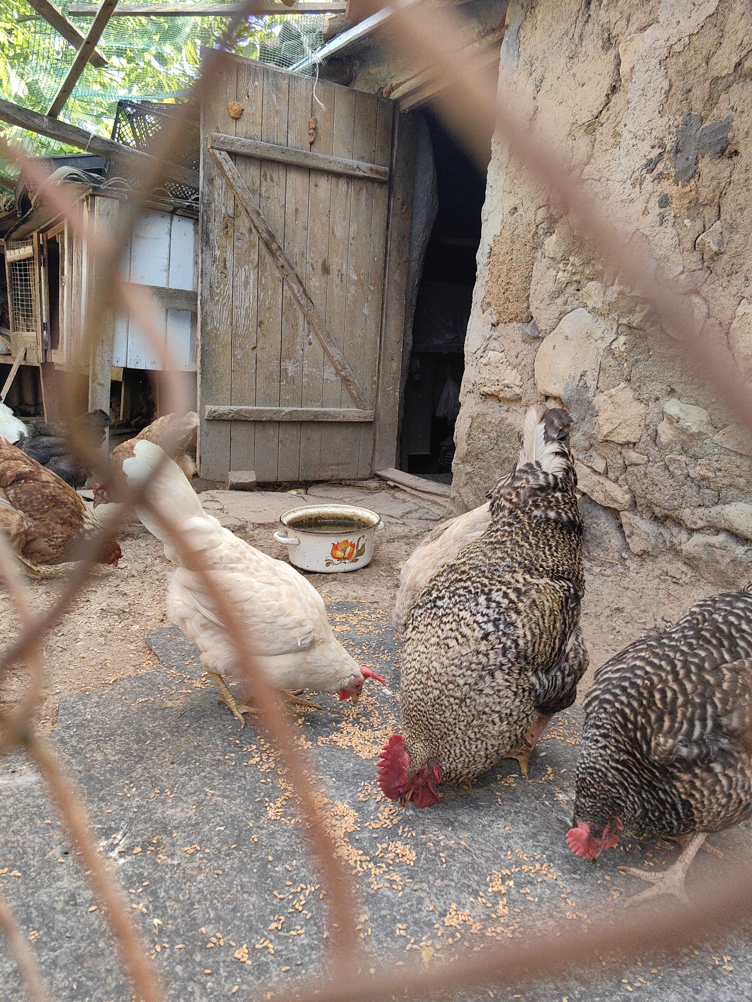 In an outdoor rural setting, likely in the village of Zuyevskoye, Ukraine, several chickens are pecking at grain scattered on the ground. The chickens are varied in color, with some being white, and others exhibiting mottled brown, black, and white plumage. One chicken has a distinct reddish comb and wattles. In the background, a rustic, weathered wooden door is visible, set into a rough, earth-toned stone wall. There's also a glimpse of what appears to be a simple shelter or shed structure. A metal bowl, possibly containing water or feed, sits on the ground near the chickens. The scene is partially obscured by horizontal, reddish-brown bars in the foreground, suggesting the view is through a fence or cage. The ground is a mixture of soil and a dark, possibly asphalt or concrete, surface.