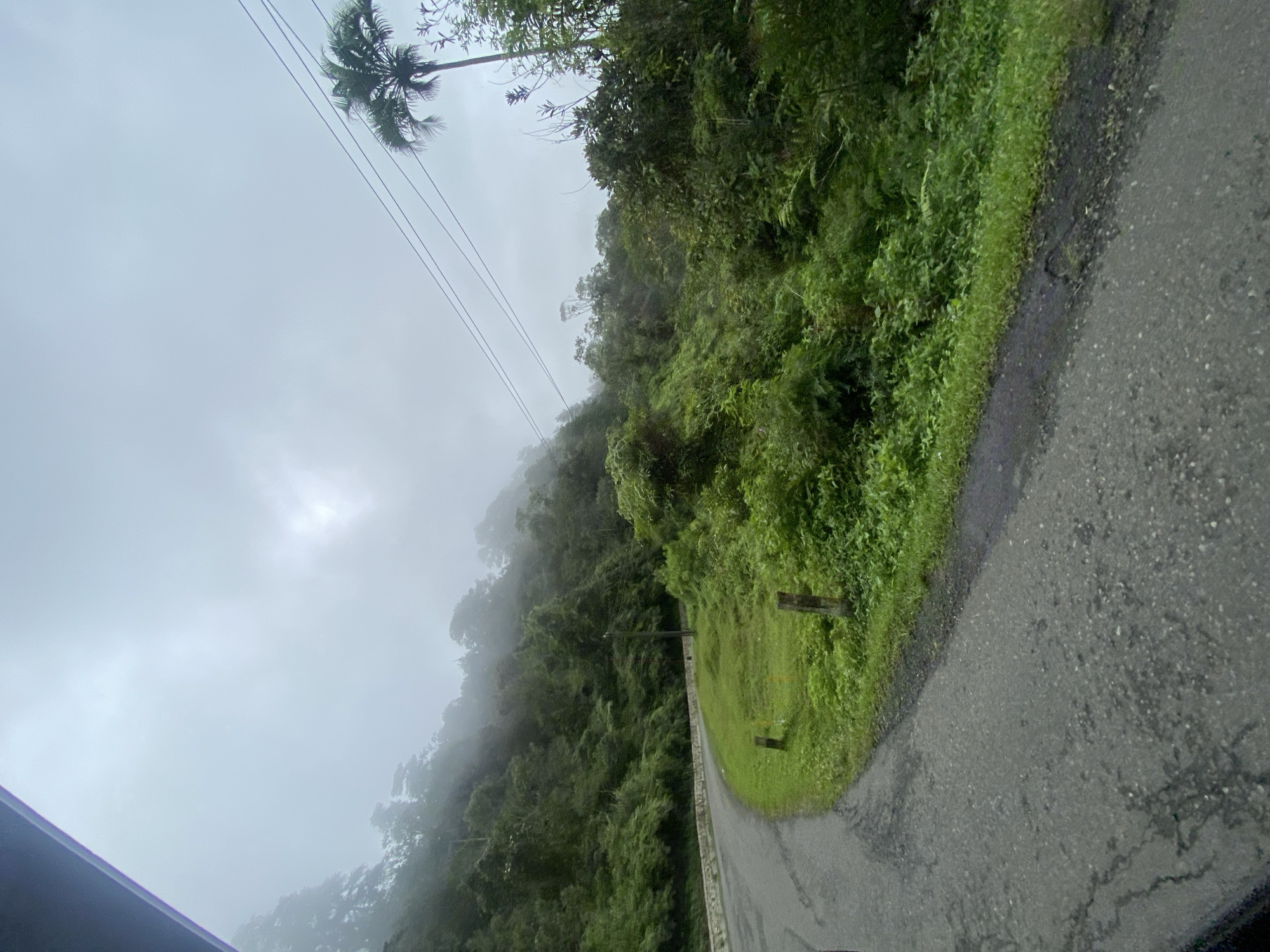 A paved, winding road curves through a lush, green mountainside covered in dense foliage and trees. The sky is overcast and misty, with a few power lines visible against the pale sky, strung between poles. A tall palm tree stands prominently on the right side of the frame. The road appears somewhat weathered, with cracks and patches visible on its surface. A low stone wall lines the edge of the road on the left. There are no people or vehicles present in the image. The environment suggests a natural, undeveloped area, possibly in a tropical or subtropical climate, characteristic of the mountainous regions surrounding Palopo, Indonesia.