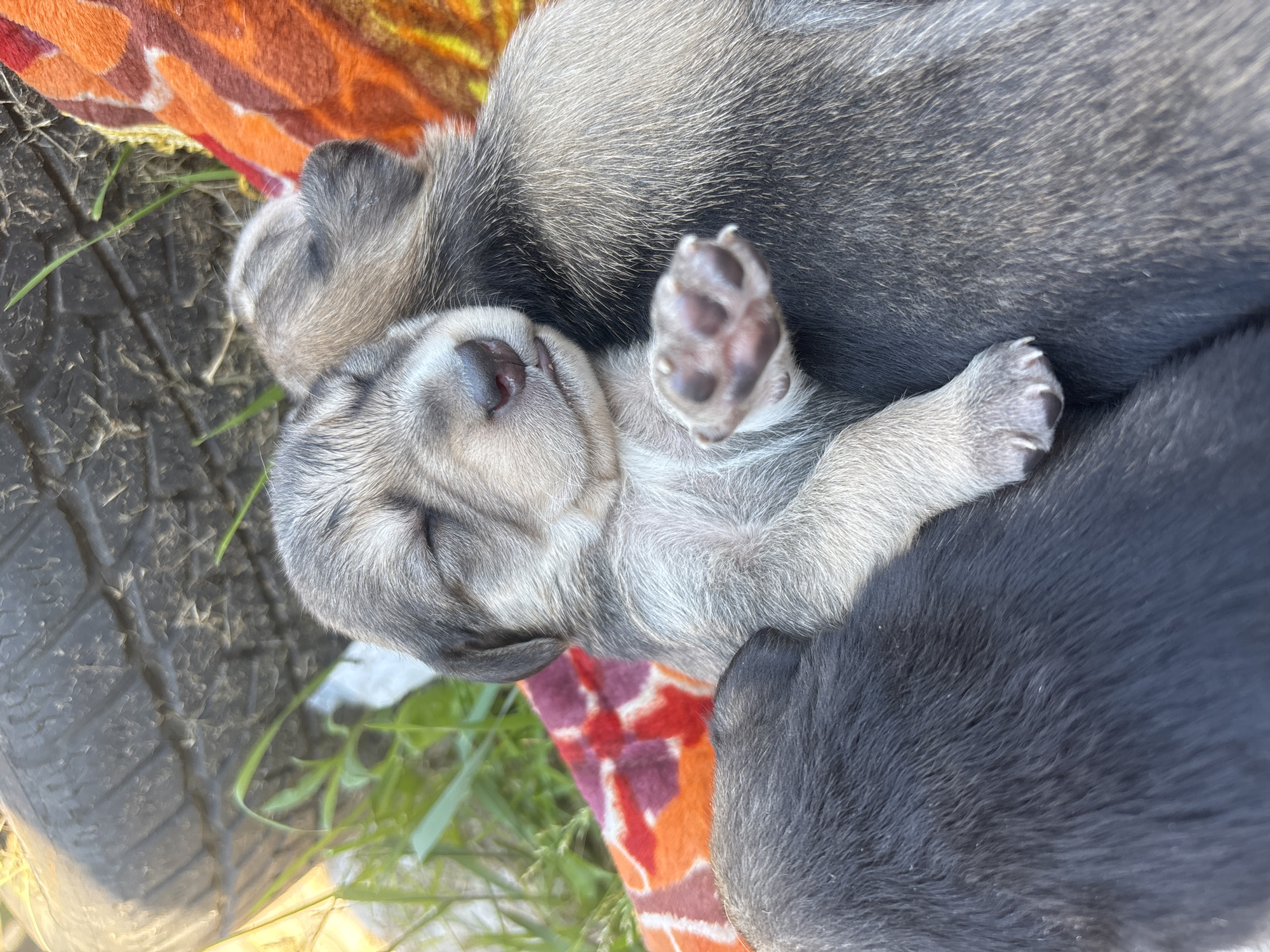 In the city of Semyonov, Russia, the image depicts three sleeping puppies huddled together in an outdoor environment. The central puppy features light grey and cream-colored fur, with closed eyes, a pink nose, and a visible right front paw displaying pink paw pads and undeveloped claws. Adjacent to its right is a second puppy with darker grey fur, also appearing to sleep. A third puppy, partially visible on the central puppy's left, exhibits dark grey to black fur. All three animals are resting on a patterned woven blanket that displays shades of orange, red, and yellow. The immediate background consists of green grass, and a large, dark, weathered rubber tire is visible in the upper background, indicating an outdoor setting. Natural light illuminates the scene. No human subjects are present.
