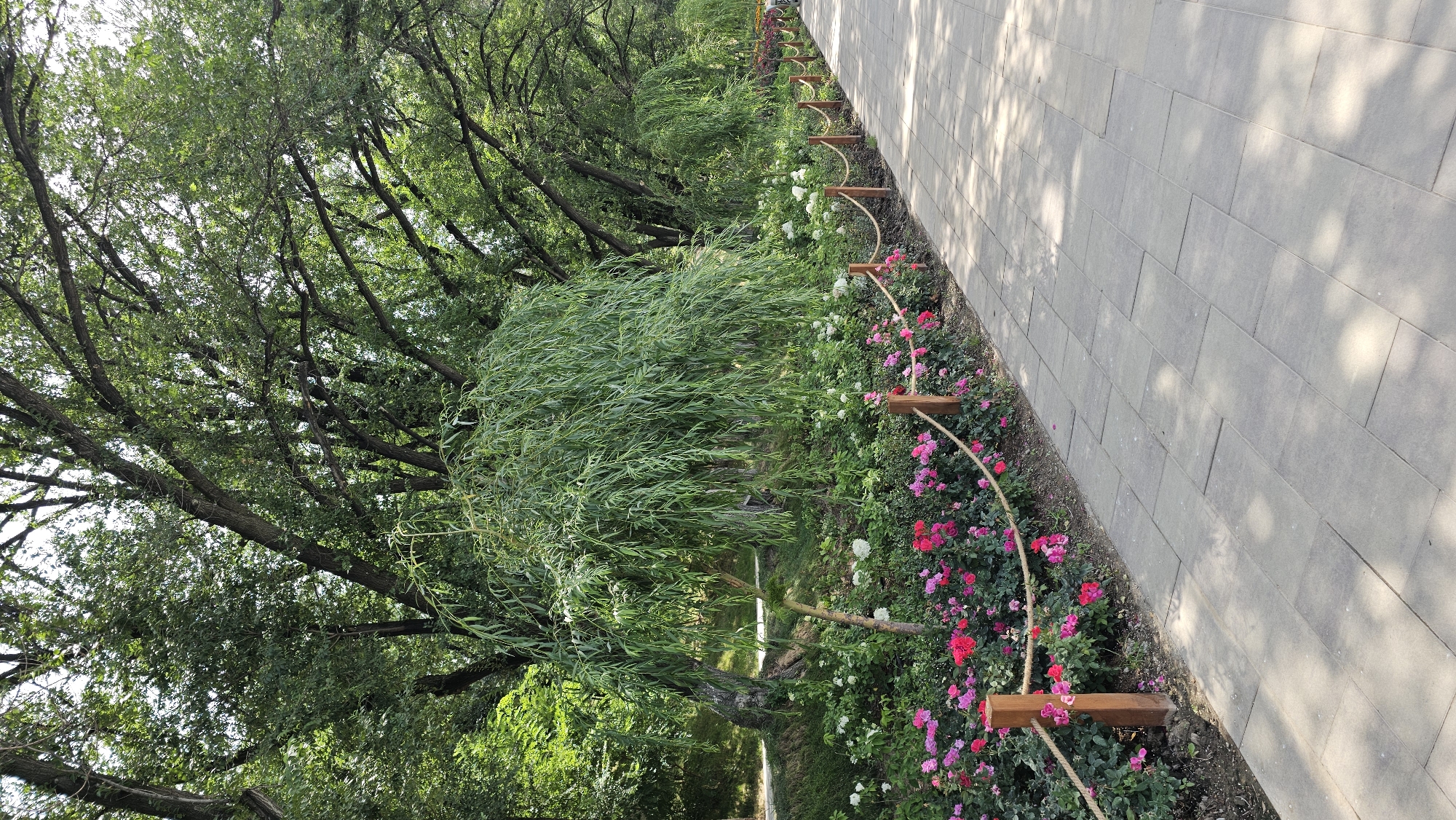 The image shows a paved pathway lined with flowers and trees. The pathway is made of light gray rectangular pavers and is bordered by a rope fence supported by wooden posts. To the left of the pathway, a bed of pink and red roses is in bloom, with white flowers interspersed among them. Behind the flowers, several large trees with dense green foliage are visible, including a prominent weeping willow tree. The trees cast dappled shadows on the pathway. The scene appears to be a park or garden area. The provided information suggests this location is in Almaty, Kazakhstan.