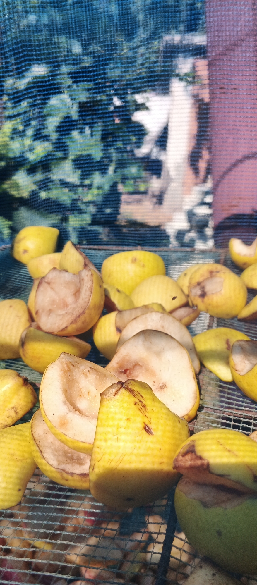 The image shows a pile of chopped guavas arranged on a mesh surface, likely outdoors. The guavas are yellow and some are cut open, revealing their white flesh and seeds. The background is blurred but suggests greenery and a structure with vertical lines. There are no people or animals visible in the scene. The lighting indicates it is daytime. The location is specified as Smila, Ukraine.