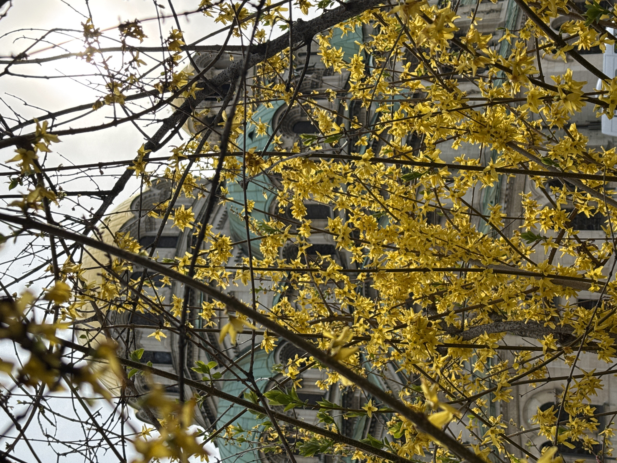 The image shows a tree with yellow flowers in full bloom, obscuring a building in the background. The architecture of the building suggests it might be the St. Alexander Nevsky Cathedral in Sofia, Bulgaria, given the style of the dome and the arched windows. The branches and flowers are in sharp focus, while the building behind is slightly blurred. The sky is overcast.