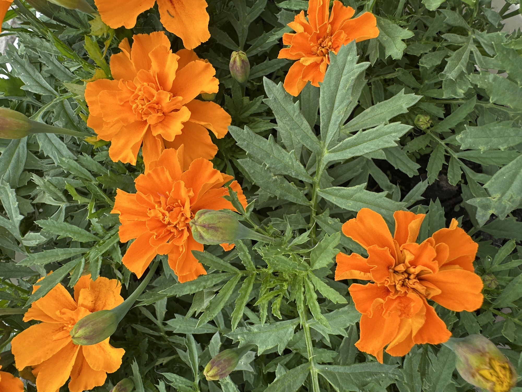 An overhead, medium shot captures a cluster of vibrant orange marigolds and several green buds nestled amongst dark green, serrated foliage. The marigolds are in various stages of bloom, with some fully open, displaying layered petals, while others are closed buds. The background is composed of dense green leaves and other marigold buds. The lighting is even, and there are no people or animals present in the scene. The setting is outdoors, with no discernable urban or natural landmarks to indicate a specific location.