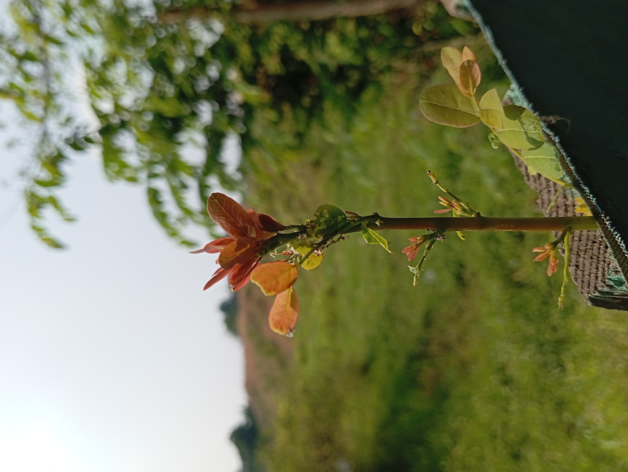The image shows a young plant with reddish-brown and green leaves, growing from a weathered wooden surface. The plant is the primary subject, positioned in the center-right of the frame. In the background, a blurred expanse of green grass and trees suggests an outdoor environment, possibly a rural or semi-rural area. The sky is visible in the upper portion of the image, appearing bright and possibly overcast. The overall lighting suggests it is daytime. There are no people or animals visible in the image. The scene is located in Lemahbang, Indonesia.