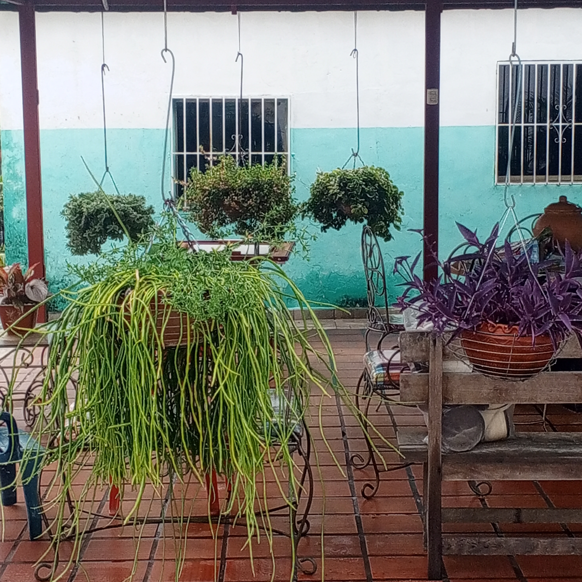The image depicts an outdoor patio area in Tinaquillo, Venezuela. The patio features a tiled red brick floor and a wall painted with a horizontal division of white on top and turquoise below. The patio is partially covered by an overhang supported by red columns. There are three hanging plants suspended from the overhang. The first, towards the left, is a large hanging plant with numerous long, green, cylindrical stems. The second hanging plant is a more compact, round bush. The third hanging plant is also a round bush. To the right, a fourth hanging plant contains purple foliage in an orange pot. There is a dark-colored bench to the right of the image with a white bag underneath it. Several wrought iron chairs are also visible. Two barred windows are visible in the background.