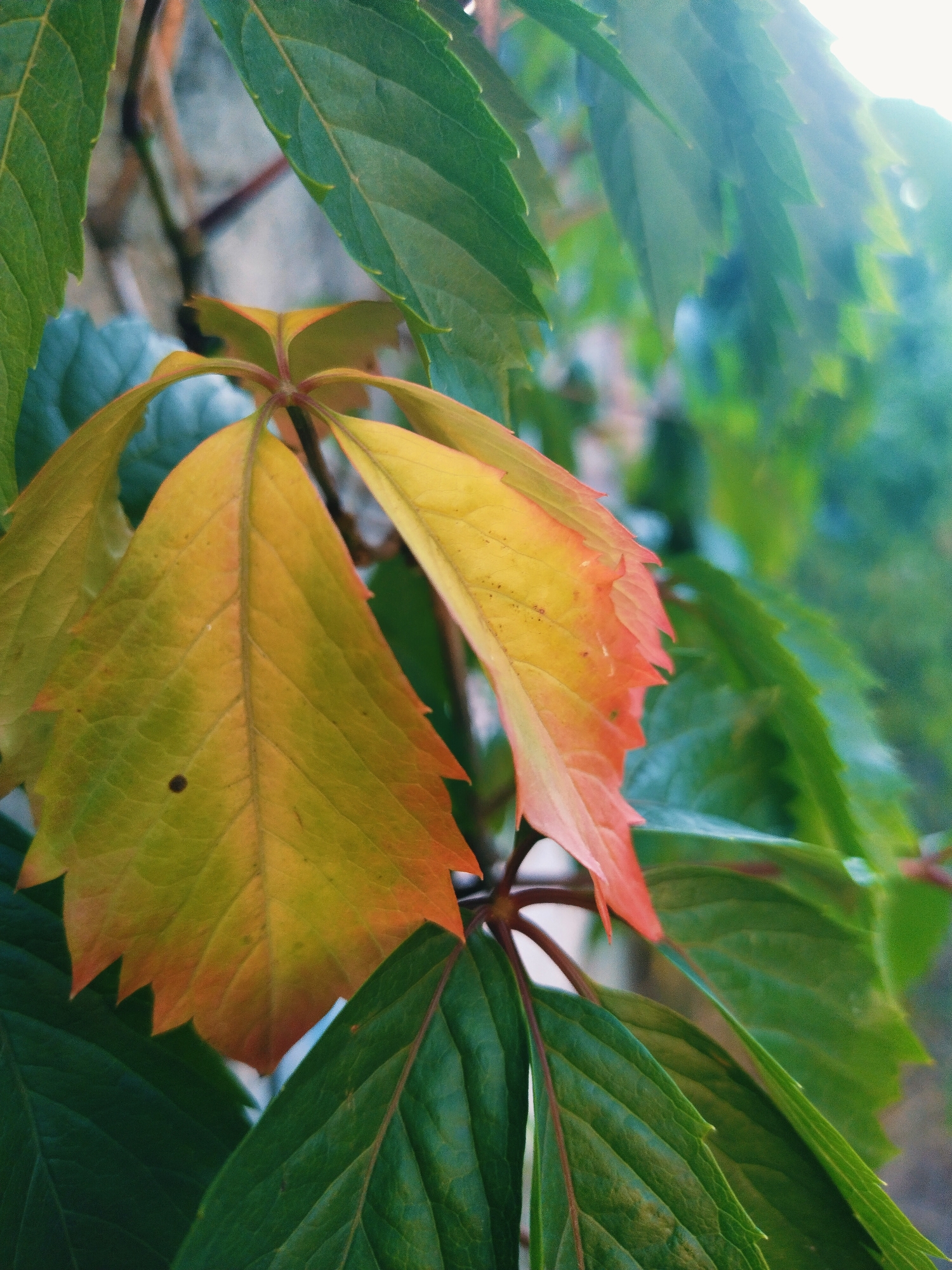 The image shows a close-up of Virginia creeper leaves, with some leaves showing autumnal colors transitioning from green to yellow and orange. The leaves have serrated edges and prominent veins. Some green leaves are in the foreground and background, partially obscuring the colorful leaves. The lighting suggests an outdoor setting, possibly in the late afternoon, with some sun glare visible in the upper right portion of the image. The background is blurred, indicating a shallow depth of field, and appears to be an outdoor environment with vegetation and possibly a wall or structure. There are no people or discernible man-made objects in the immediate vicinity of the leaves. The scene is natural and organic. There is no information available about the specific location in the city of Horishni Plavni, Ukraine.