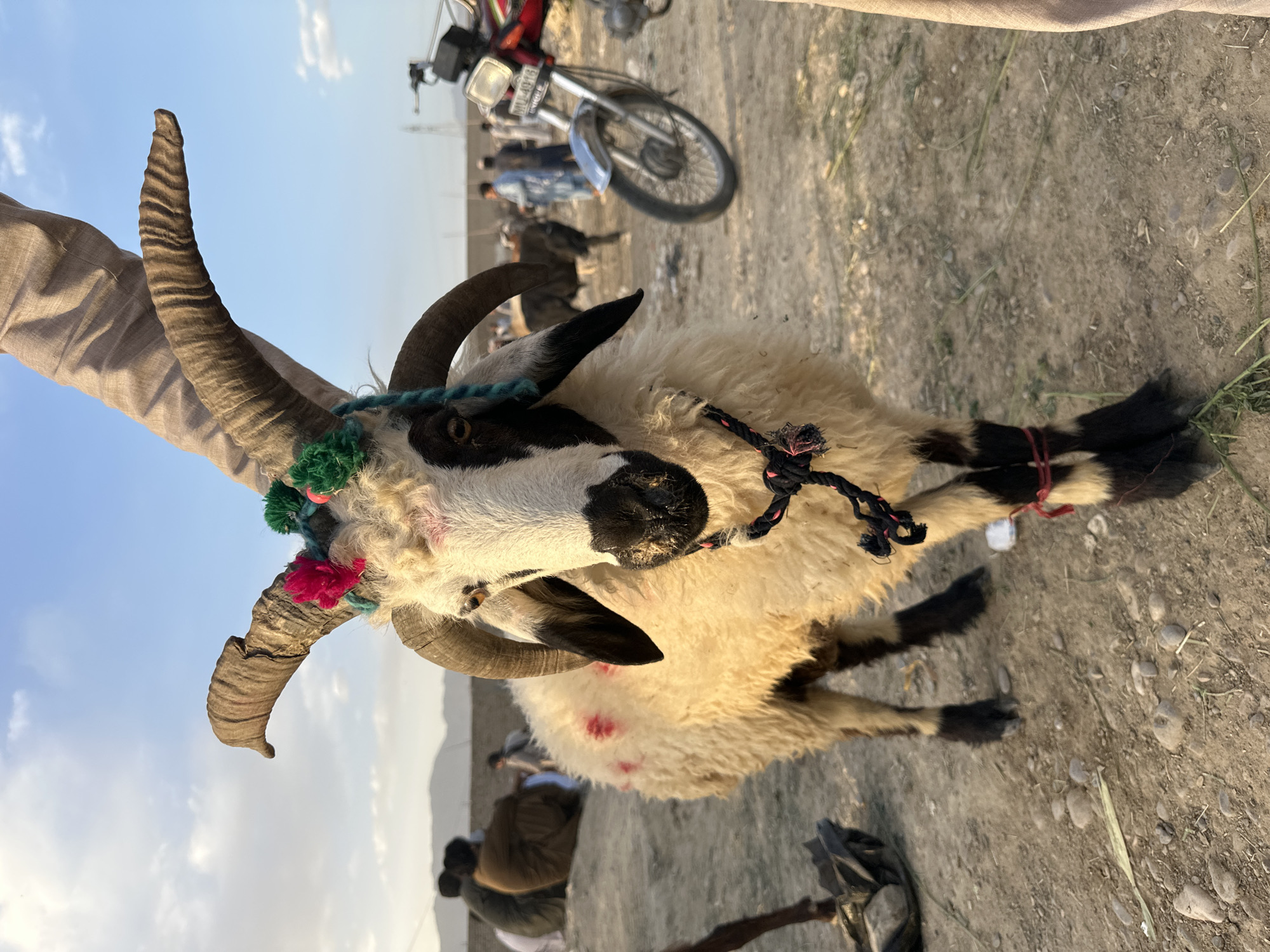 A long-horned ram is seen in a foreground outdoor shot at a livestock market near Quetta City Tehsil, Pakistan. It is kneeling on a dirt ground with flecks of straw and pebbles. The animal, predominantly white with black markings, has a decorated head garlanded with small red and green pom-poms around its horns. A dark rope is tied around its nose. Red dye marks are visible on its wool. An arm clad in a light brown fabric is seen holding one of the ram's horns.
In the blurred background, several individuals are gathered, some in traditional attire. The indistinct forms of motorcycles are also visible. The sky suggests an overcast or slightly hazy day.
