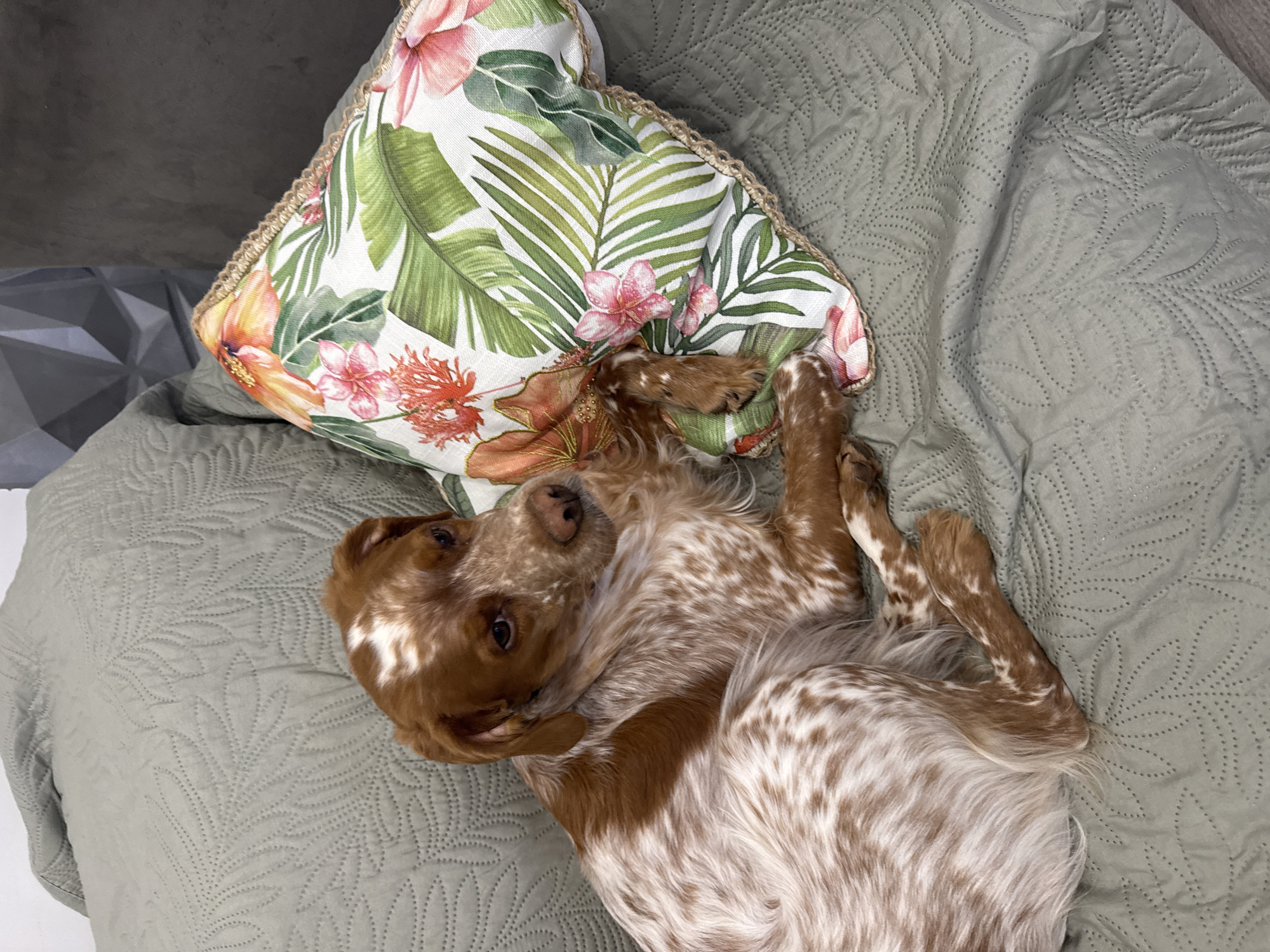 A tan and white spotted dog lies on its back on a green quilted bedspread. A floral patterned pillow rests behind the dog's head. The scene is indoors. Location is indeterminable.