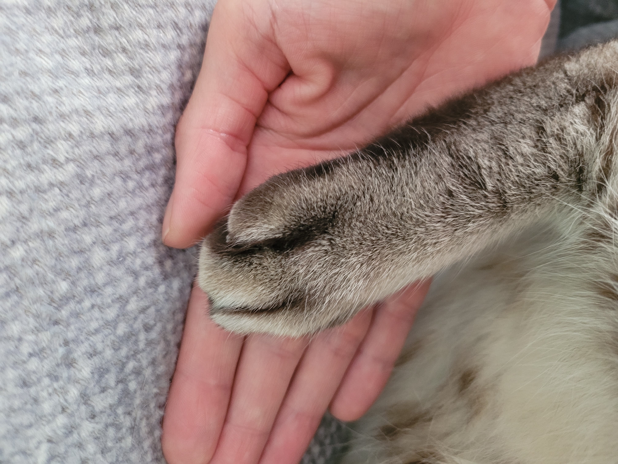 A close-up, eye-level shot shows a human hand gently holding a gray tabby cat's paw. The cat's paw is resting on the palm of the hand, with its fur visible and its toes slightly spread. The background is a soft, gray, textured surface, possibly a blanket or rug. The image is taken indoors, but the specific location within Kyiv, Ukraine, cannot be determined from the visual information provided. The scene depicts a moment of peaceful interaction between a human and a cat.