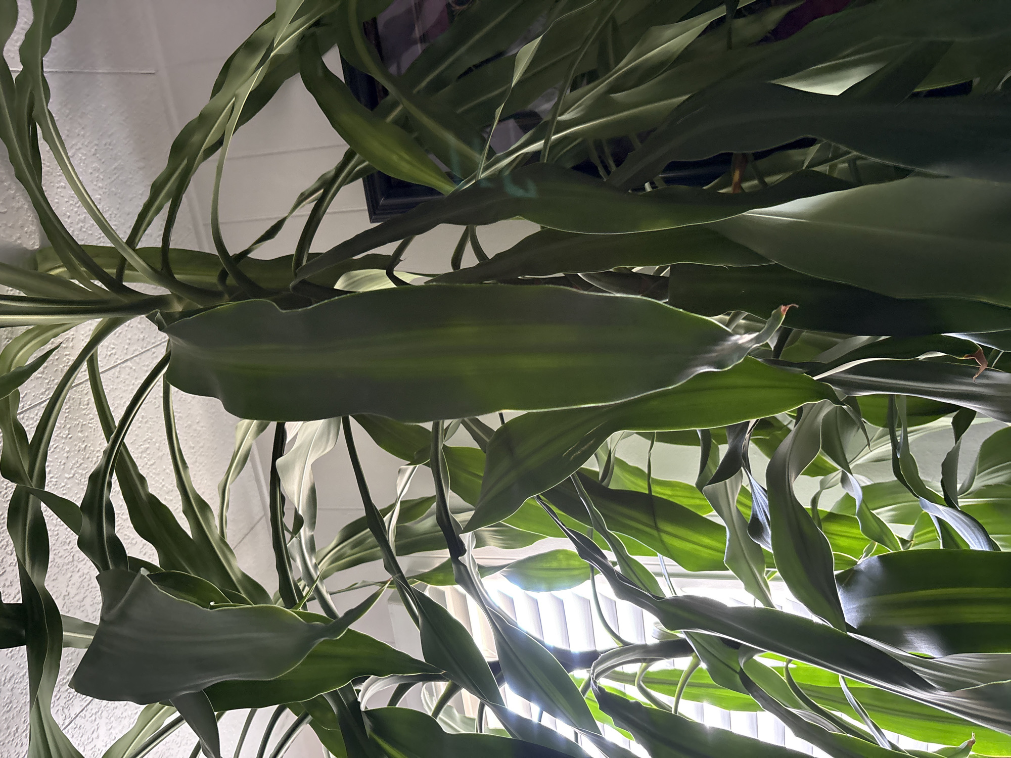 A close-up, low-angle shot captures the lush, green leaves of a large indoor plant. The plant's leaves are long and strap-like, with some exhibiting lighter green striping. They are densely packed and cascade downwards, creating a sense of fullness. Sunlight streams in from the left side of the frame, filtering through window blinds and illuminating the leaves, creating highlights and shadows. The background is softly blurred, showing a white textured ceiling and a hint of what appears to be a framed picture. The image is composed in Bradenton, United States.