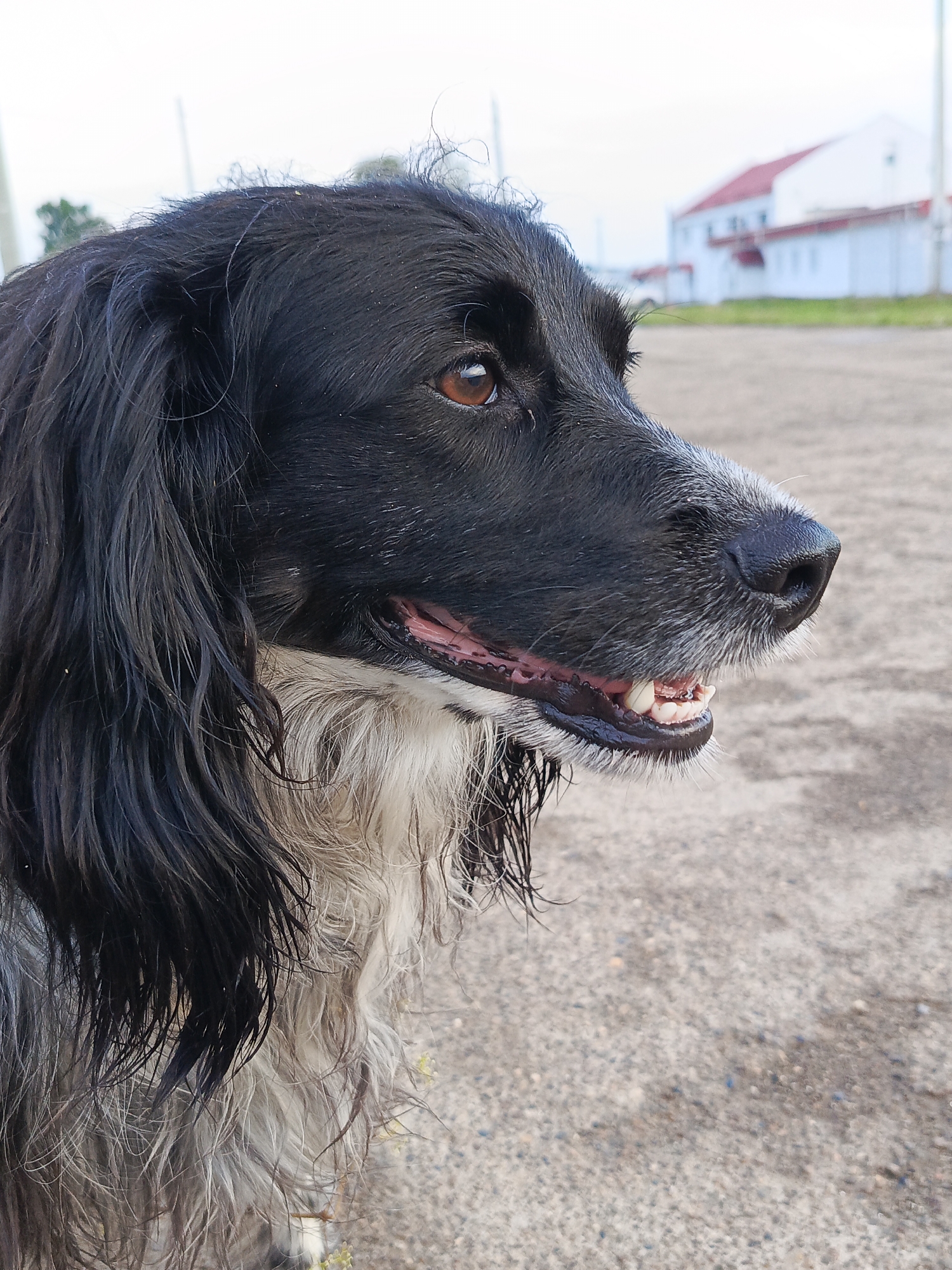 The image is a close-up, profile shot of a black and white dog with wet fur, outdoors on a paved surface. The dog's head is mostly visible, with its mouth slightly open, revealing teeth and tongue. The dog's fur is long and appears somewhat disheveled. In the background, there are out-of-focus buildings with red roofs and white walls, suggesting an urban or semi-urban environment. The lighting suggests it is daytime. The location of Kauchuk Stantsiya, Russia, is not explicitly depicted in the image itself, but is provided as context.