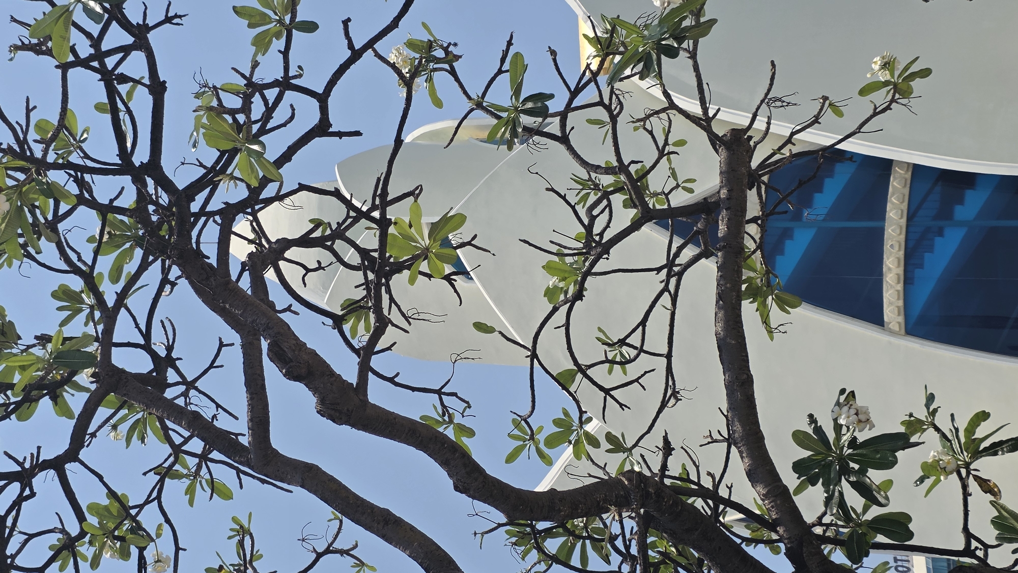 The image captures a low-angle view of a plumeria tree with sparse foliage and white flowers, set against a backdrop of a clear blue sky and a contemporary building. The building's architecture features curved white panels and blue-tinted windows. The tree branches are brown and intricate, partially obscuring the building. The location is Nha Trang, Vietnam.