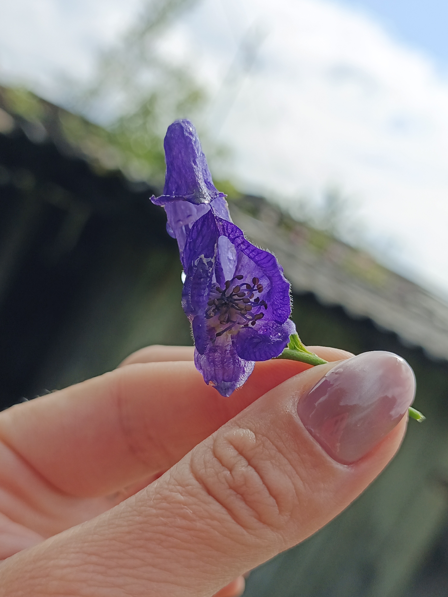A close-up shot shows a person's hand holding a single purple flower with water droplets on its petals. The flower is a deep purple and has intricate details. The hand is light-skinned with a pinkish tone, and the fingernails appear to be painted with a sheer, glossy polish. The background is softly blurred, suggesting an outdoor setting with what looks like a roofline and greenery. The scene is captured in Medvedyovka, Russia, implying an outdoor natural environment.