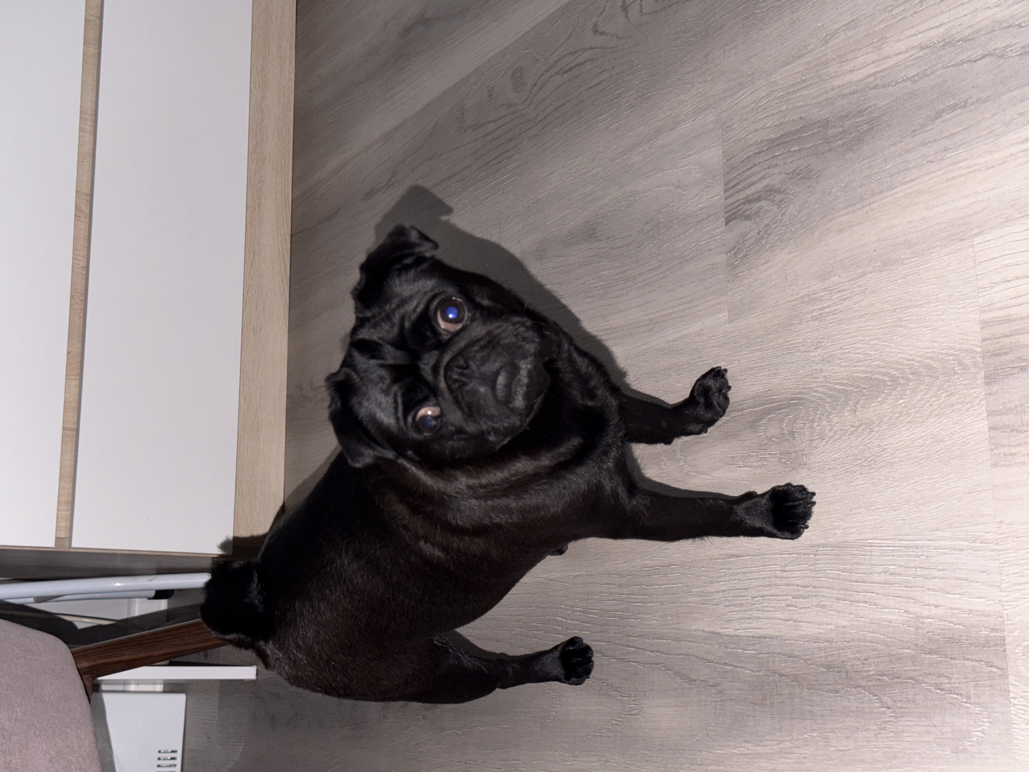 A black pug stands on a light wood-grain floor. The dog is facing the camera with its head tilted slightly to the left. Its eyes are wide and its expression is alert. The pug's body is mostly visible, with its front legs positioned slightly forward and its hind legs further back. The background appears to be an indoor setting with part of a white cabinet with a light wood trim visible behind the dog. There is also a sliver of a pink upholstered chair visible on the left side of the image. The lighting is dim, casting shadows on the floor and the dog. The scene is static, with no apparent action or interaction occurring. There is no identifiable location in Sirius, Russia.