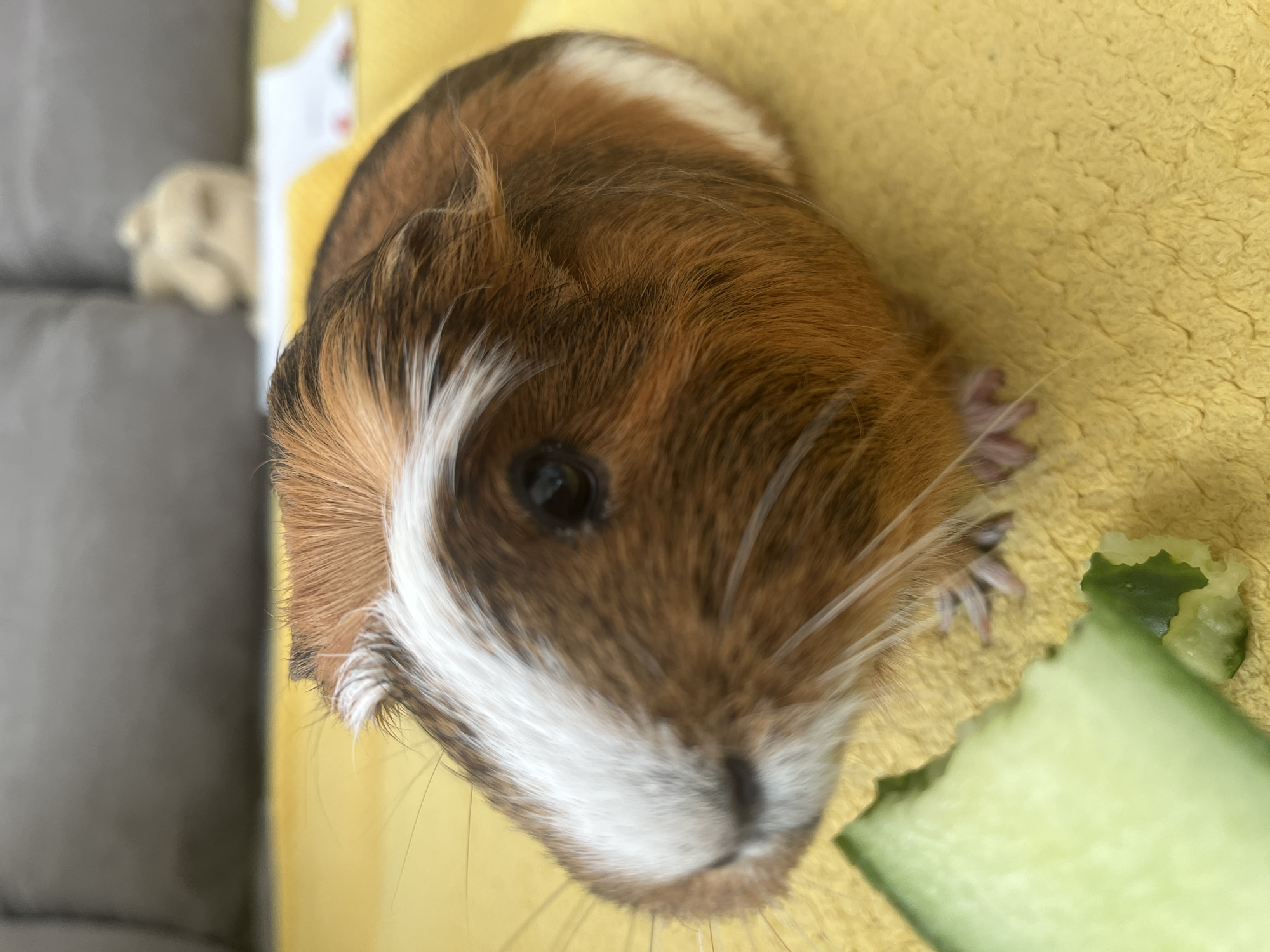 A close-up, low-angle, eye-level shot shows a guinea pig with brown, white, and orange fur sitting on a yellow textured surface. The guinea pig is facing left and is partially eating a slice of cucumber in the bottom left corner of the frame. The guinea pig's left eye is visible and appears dark. Its whiskers are long and white. The background is out of focus and shows a gray sofa and a blurry light-colored object.