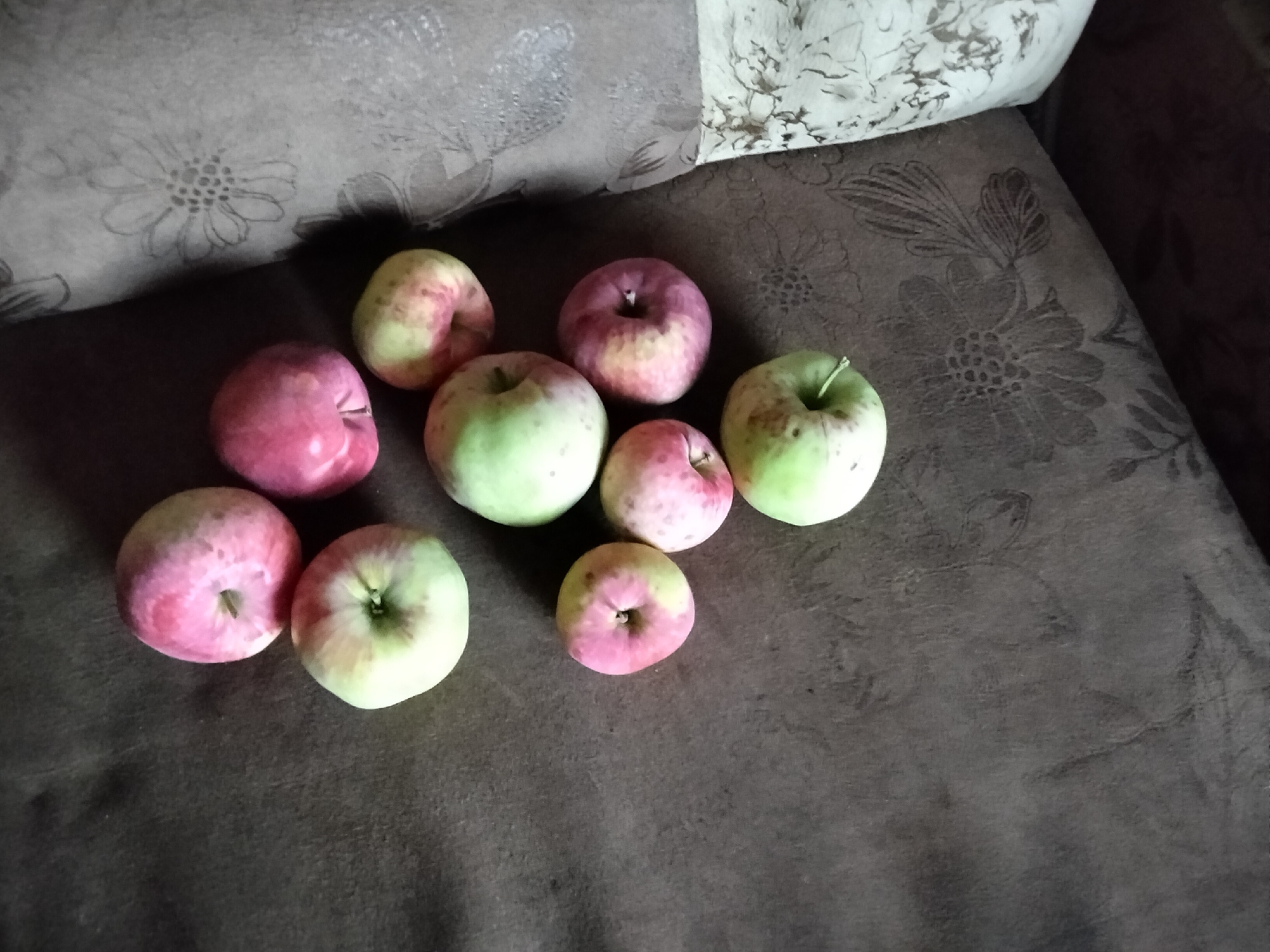 A collection of nine apples is arranged on a dark brown, textured surface. The apples vary in color, with some being predominantly red, while others are a mix of green and pink. The surface appears to be a piece of furniture, possibly a sofa or chair, with a floral pattern visible in the background. The lighting suggests an indoor setting, likely daytime. The image does not depict any people or specific actions. There is no information about the location being Nizhnedonskoy, Russia.