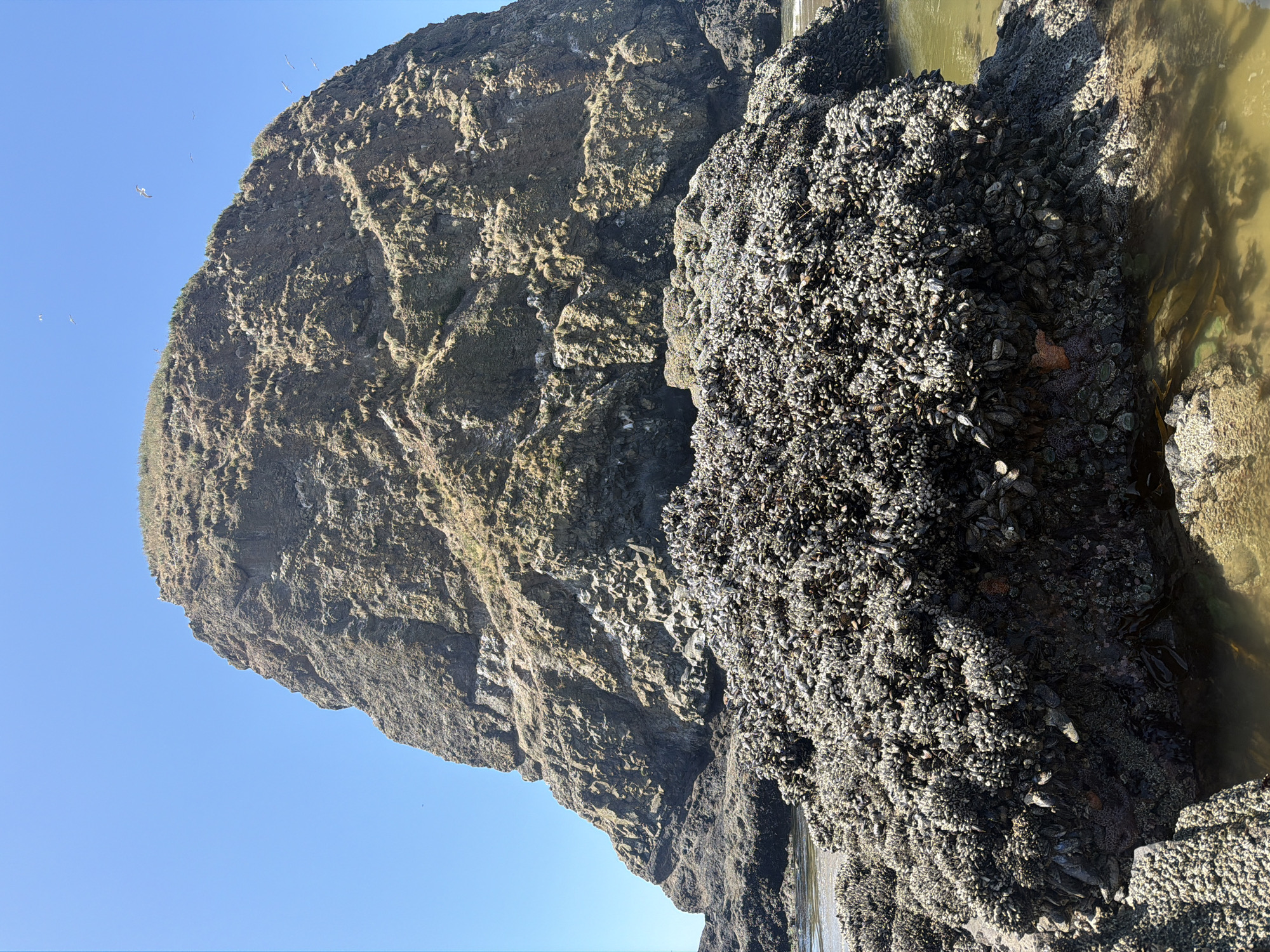 A wide shot captures the iconic Haystack Rock at Cannon Beach, Oregon, under a clear blue sky. The massive rock formation dominates the center and right of the frame, its rugged, textured surface partially covered in dry grass and vegetation. In the foreground, a dense cluster of mussels clings to a smaller rocky outcrop, creating a dark, textured contrast to the larger rock. The shallow, murky water of the Pacific Ocean laps at the edges of the rocks, reflecting the sunlight. Several seagulls are visible in the sky, soaring against the bright blue backdrop. The scene is a natural coastal landscape, devoid of any human presence.