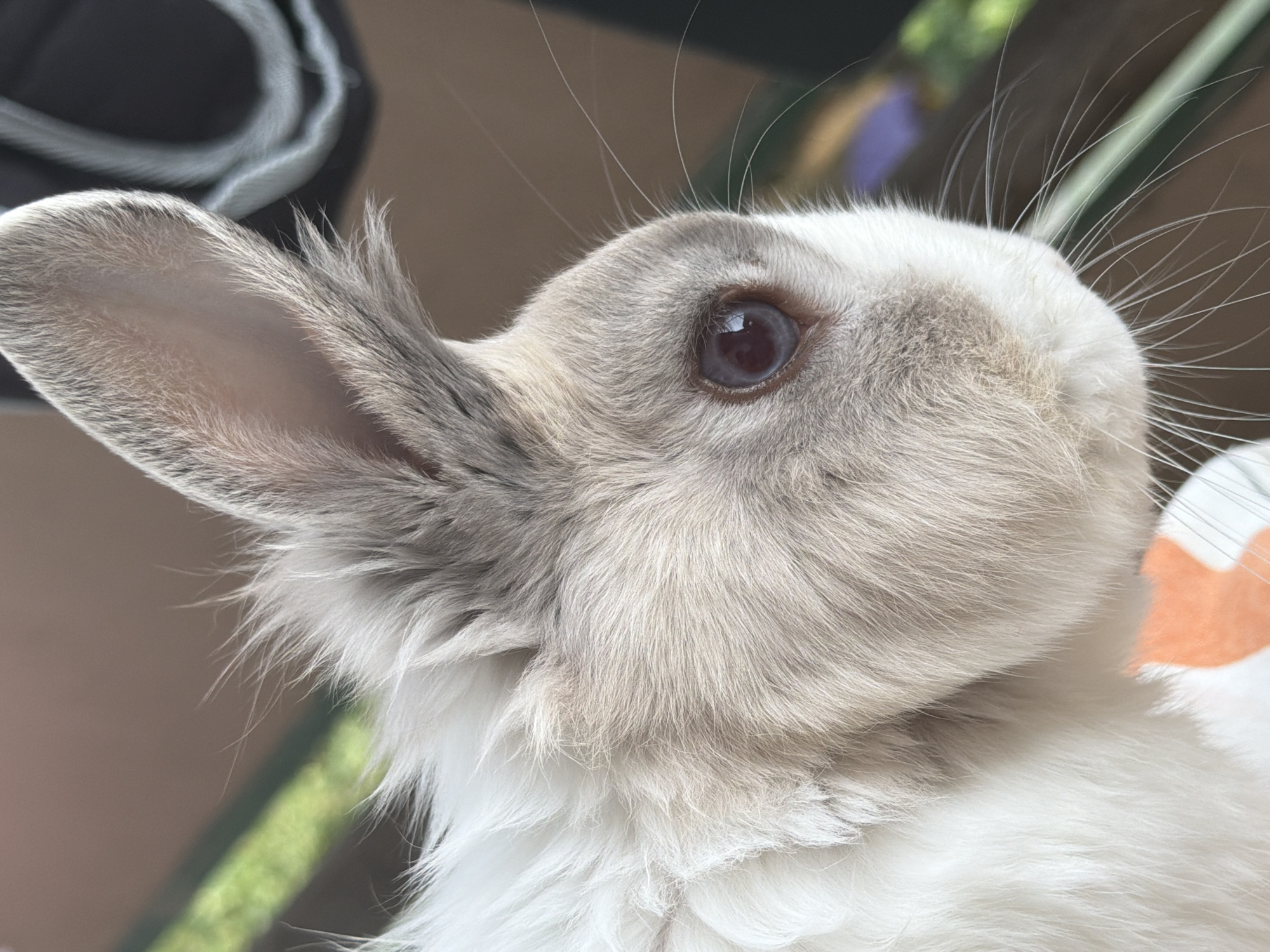 A close-up shot shows the side profile of a rabbit's head, focusing on its eye and ear. The rabbit has soft, fluffy fur with a mix of white and grey tones. Its eye is dark with a visible pupil. The ear is long and grey, with lighter fur inside. The background is blurred, showing a brown surface and hints of green and purple, suggesting an outdoor or natural setting. There is no indication of the rabbit's location within Pazardzhik, Bulgaria.
