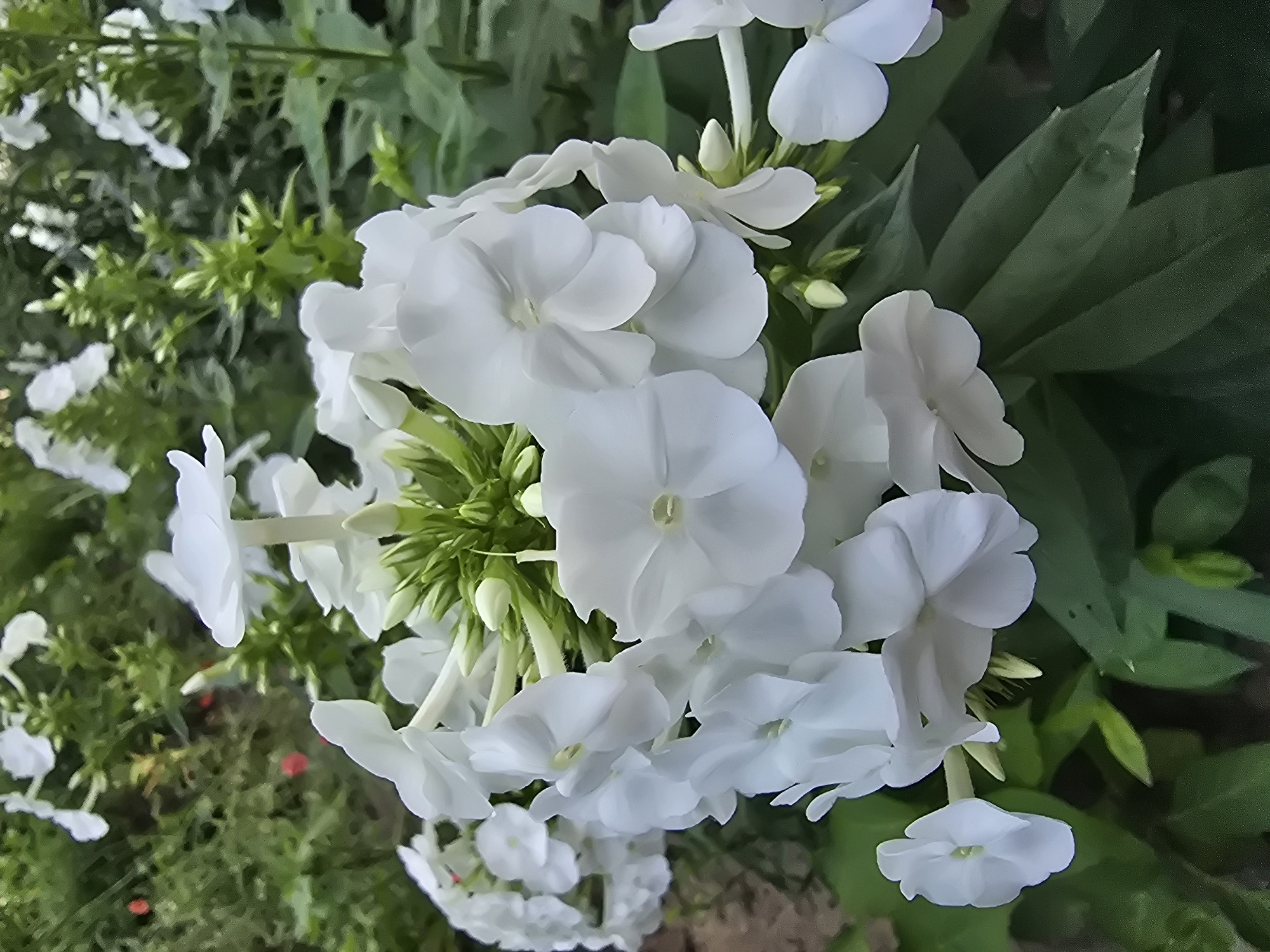 A cluster of white phlox flowers is in full bloom, set against a background of lush green foliage. Some of the flowers are fully open, revealing their delicate petals and subtle centers, while others are still in bud form, promising future blooms. The scene is set outdoors, with the soft focus of the background suggesting a garden or park setting. There are no people or animals present in the image, and the overall impression is one of natural beauty and tranquility. The image was captured in Vyshneve, Ukraine.