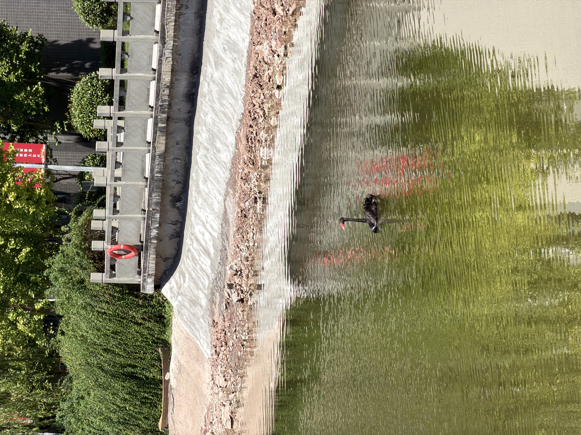 A black swan swims in a body of green water. The swan is located in the lower right quadrant of the image. The water's surface is rippled, reflecting the surrounding environment. In the background, there is a concrete embankment lined with rocks and dirt. Above the embankment, there is a stone railing with decorative posts. Beyond the railing, lush green bushes and trees are visible. A red life preserver hangs from the railing. The scene appears to be a park or a public area, potentially part of a waterfront in Jiangjin, China, given the context provided. The time of day seems to be daylight, as indicated by the bright lighting and shadows. There are no people visible in the image.