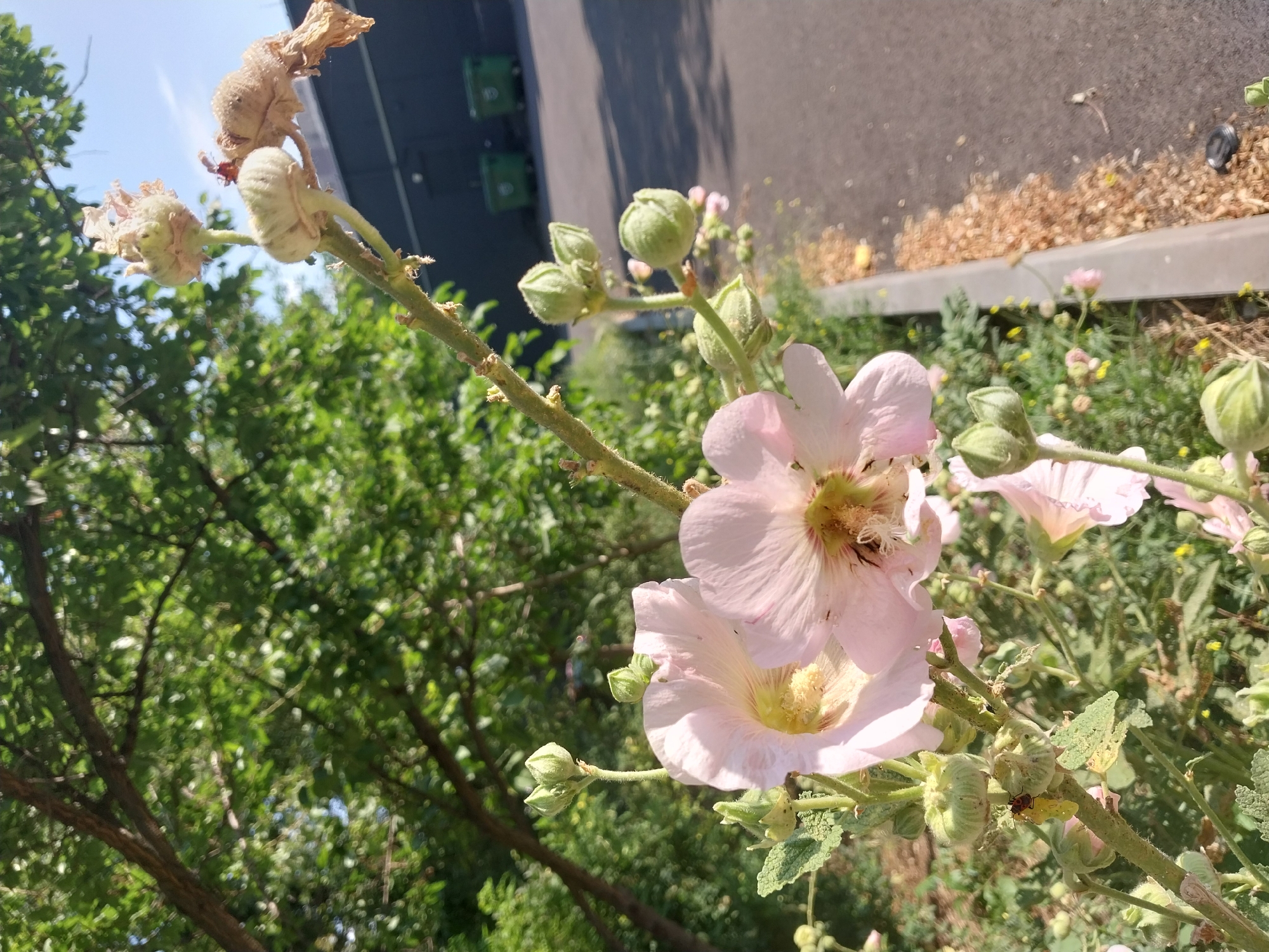 The image depicts a close-up of light pink hollyhock flowers and buds in the foreground. The flowers have delicate petals and prominent yellow stamens. Several green buds are visible, some unopened and some partially open. A small red and black insect, likely a beetle, is perched on one of the buds. In the background, green foliage from trees and bushes creates a lush backdrop. Beyond the vegetation, a dark grey building with two green industrial-style bins is visible. The ground appears to be a paved surface, possibly a sidewalk or road, with a concrete curb separating it from a patch of dry, brown debris. The sky is a clear blue with some wispy white clouds. The lighting suggests it is a sunny day.
This scene could be located in Dnipro, Ukraine, as suggested, potentially in a park, a residential area with landscaping, or an industrial zone bordering a green space. The presence of hollyhocks, common in gardens and naturalized areas, combined with the urban elements like the building and bins, suggests a setting where nature and the urban environment intersect.