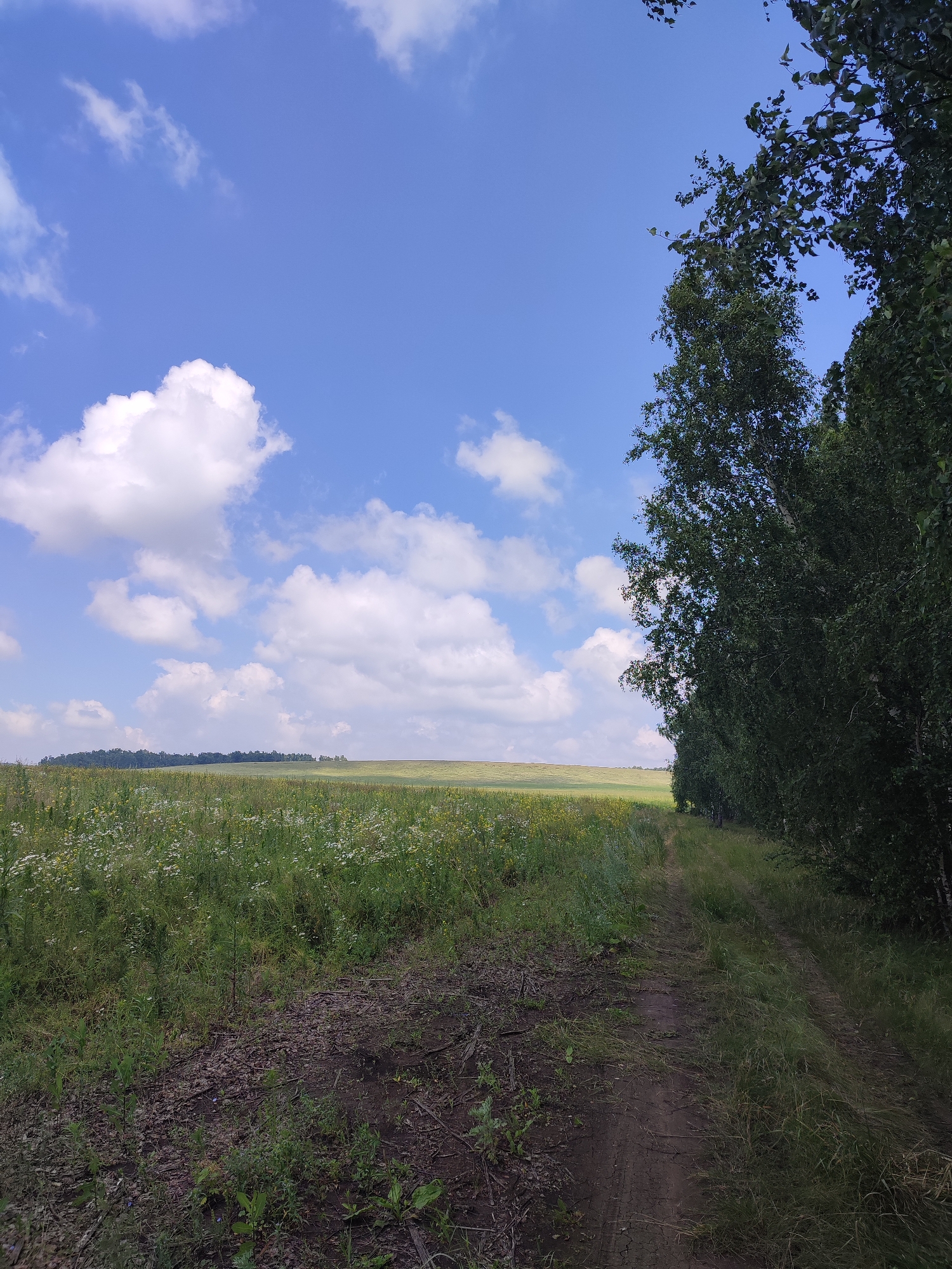 The image shows a dirt road leading into a grassy field dotted with wildflowers, bordered by a dense line of trees on the right. The sky above is blue with scattered white clouds. The scene appears to be rural and undeveloped. There is no information to suggest this image is located in Bakhmut, Russia, or any other specific city.