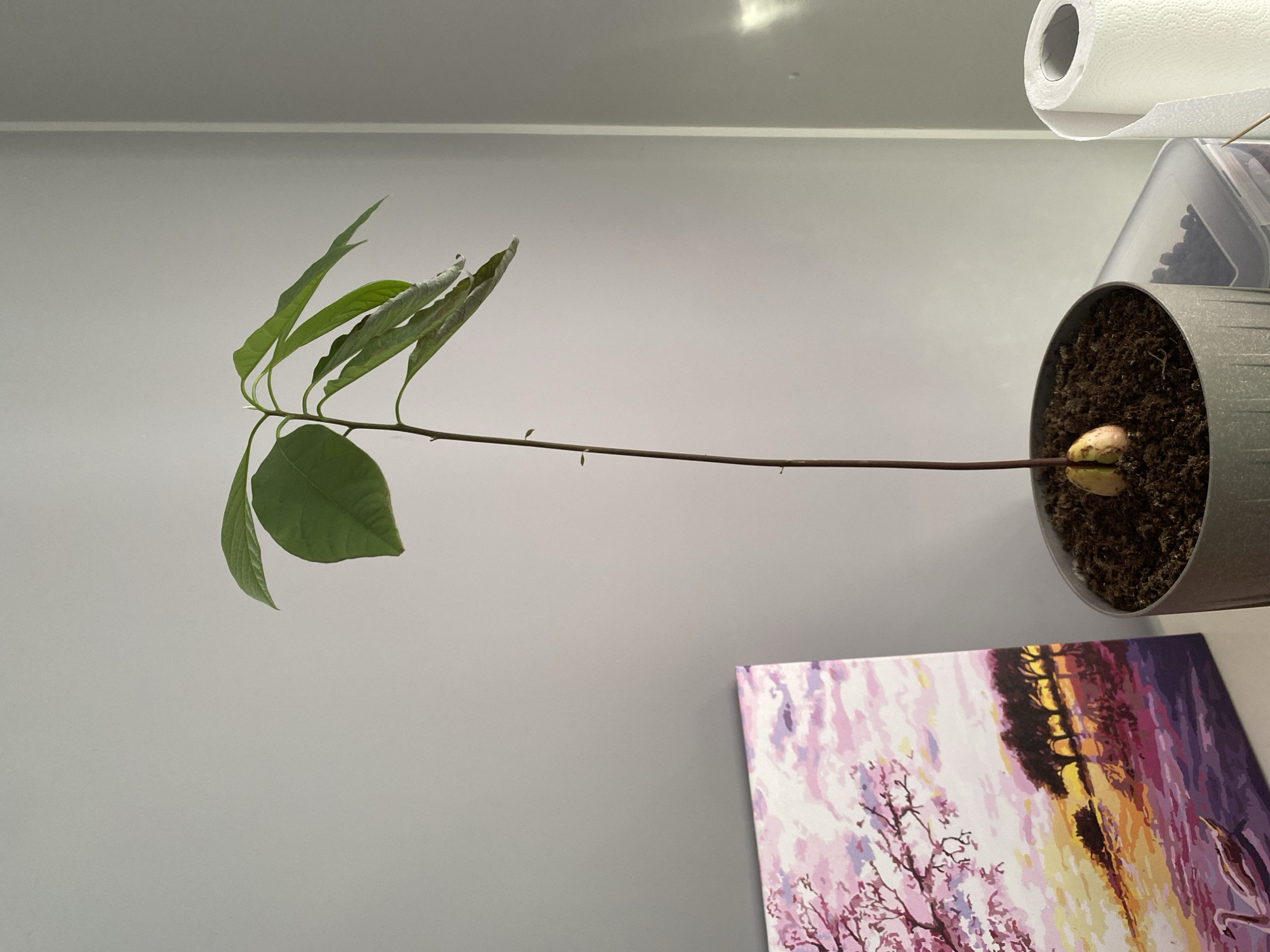 An avocado plant is shown potted in a gray pot, with its single stem reaching upwards to display several green leaves. A painting featuring a sunset over water with trees and swans is leaning against a gray wall to the left of the plant. To the right, a roll of paper towels stands upright. The scene appears to be indoors, likely in a residential setting, possibly in Łódź, Poland, though no specific landmarks or details confirm this location. The lighting suggests a natural light source is present, possibly from a window.