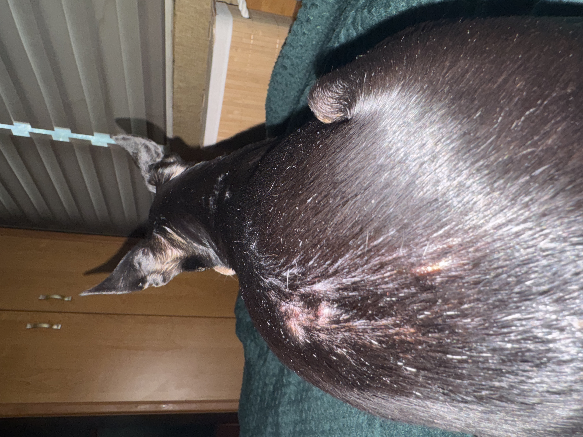 The image shows the back of a black dog, facing away from the camera. The dog has large, pointed ears. There is a patch of irritated skin with some redness and scabs visible on its upper back, near the spine. The dog's fur is shiny and appears to have some white flakes, possibly dandruff. The dog is lying on a dark green textured blanket. In the background, there is a wooden closet with two doors and a set of horizontal blinds. The environment appears to be indoors.