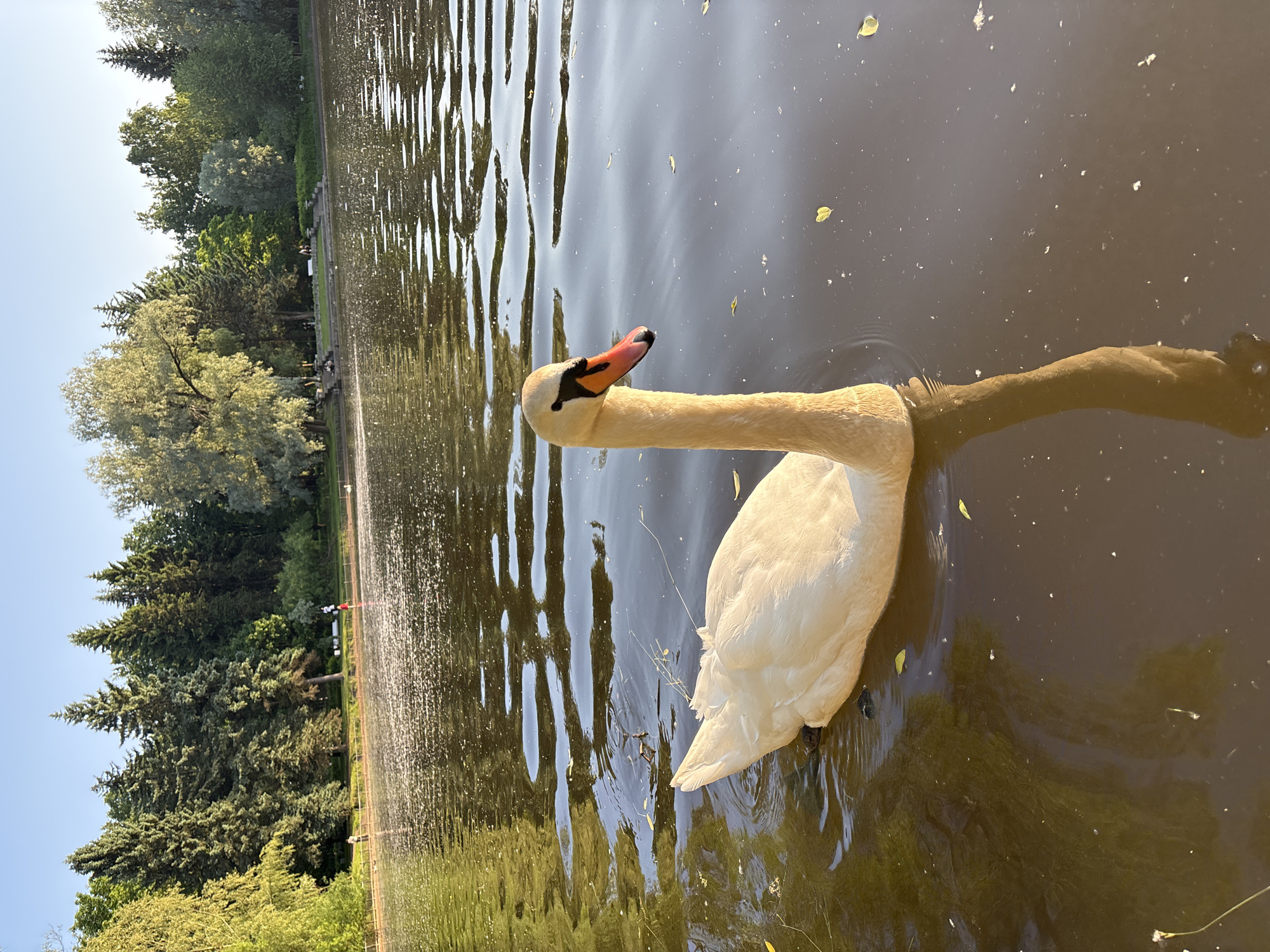 The image depicts a serene lake scene in a park, likely in Saint Petersburg, Russia, with a white swan swimming gracefully in the foreground. The swan, with its long, elegant neck and orange-tipped beak, is the central subject, bathed in warm sunlight that reflects off its feathers. The lake's surface is rippled, with scattered leaves and light glinting on the water, creating a dynamic and peaceful atmosphere.
In the background, a lush green treeline lines the edge of the lake, featuring a variety of trees, including tall conifers and deciduous trees with full canopies. Beyond the trees, a clear blue sky suggests a pleasant, sunny day. Along the shoreline, hints of human activity can be observed. A wooden railing separates the water from a path, where a few people are visible. One person appears to be walking along the path, while others are seated on a stone structure, enjoying the view. The presence of these individuals suggests the park is a popular recreational spot. The overall impression is one of tranquility and natural beauty, characteristic of many city parks in Saint Petersburg.