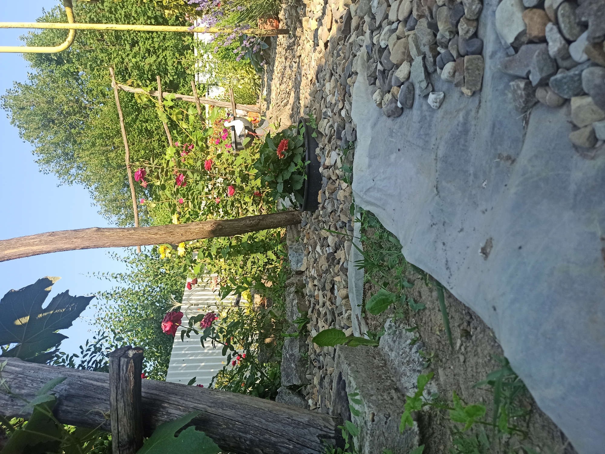 This is an eye-level, wide shot of a garden in Kniazhdvir, Ukraine, on a clear day. The foreground is dominated by a path made of light grey plastic sheeting, covered with various sizes of grey, brown, and white stones. To the left, a large, weathered wooden post with a horizontal wooden support extends upwards. Behind this, a section of white picket fence is visible, partially obscured by lush green foliage and vibrant pink and yellow roses. Further into the garden, more rose bushes are present, some with dark pink or red blooms, and a black pot containing a red flower is visible. A yellow pipe structure stands to the far right, and lavender plants with purple flowers are also in view. The background consists of a dense wall of green trees. The overall scene depicts a well-maintained, rustic garden.