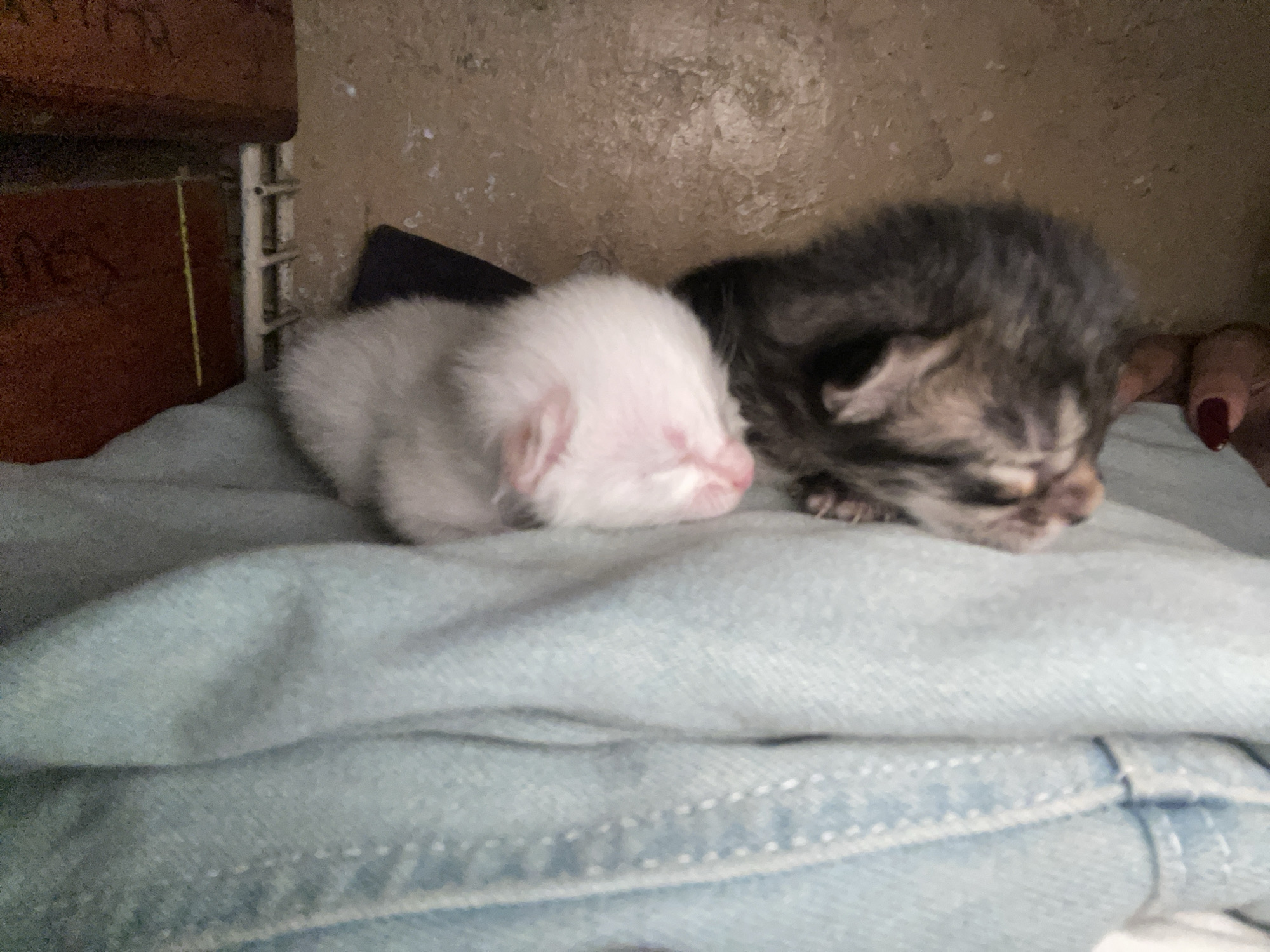 Two newborn kittens are lying on a folded pair of light blue denim jeans. One kitten is white, and the other is a dark tabby. They are positioned close together and appear to be sleeping. The background shows a wall with an aged or worn appearance, a wooden structure, and a metal grid-like structure. The location is not discernible from the image.