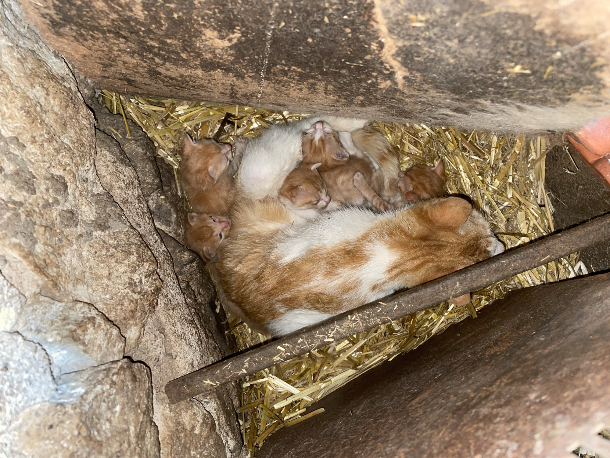 This image captures a tender scene of a mother cat with her newborn kittens nestled in a sheltered space. The main subjects are a domestic cat, predominantly orange with distinct white patches, and at least six to seven tiny, ginger-colored kittens.
The activity depicted is the mother cat resting with her litter, providing warmth and comfort. The kittens are huddled closely around and on top of her, some appearing to be suckling or sleeping soundly. They are all very young, with closed or barely open eyes, indicating they are likely only a few days old.
The setting is a rustic and enclosed environment. The cats are situated on a bed of dry, golden straw or hay, which provides insulation and softness. To the left, a rugged, light brown stone or concrete wall rises vertically, showing deep cracks and textured surfaces. Above the cats, a dark, rough-textured surface, possibly a wooden beam or the underside of a floor, creates a low ceiling. A rusted metal bar runs horizontally across the lower middle of the frame, partially separating the animals from a darker, perhaps metallic or wooden, surface below.
The lighting is dim and indirect, suggesting an interior space away from natural light, possibly an outbuilding, barn, or shed. The scene evokes feelings of maternal care, vulnerability, and new life. There is no visible text. This event occurs in Zlatograd, Bulgaria.